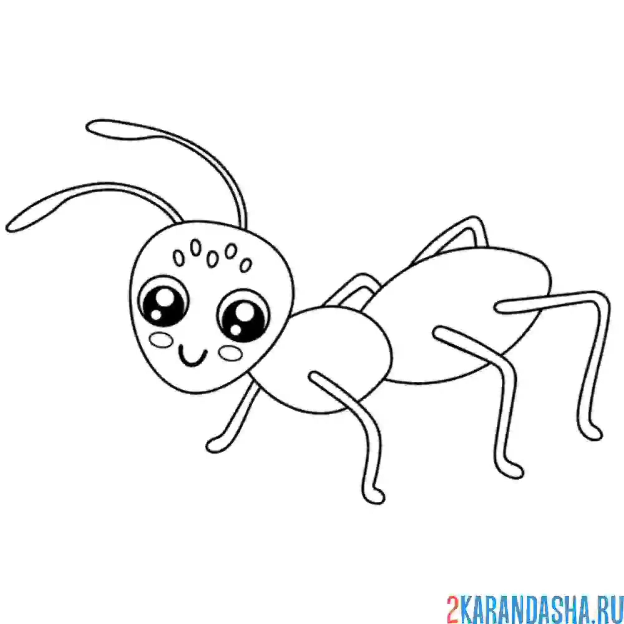 Раскраска муравей одинокий