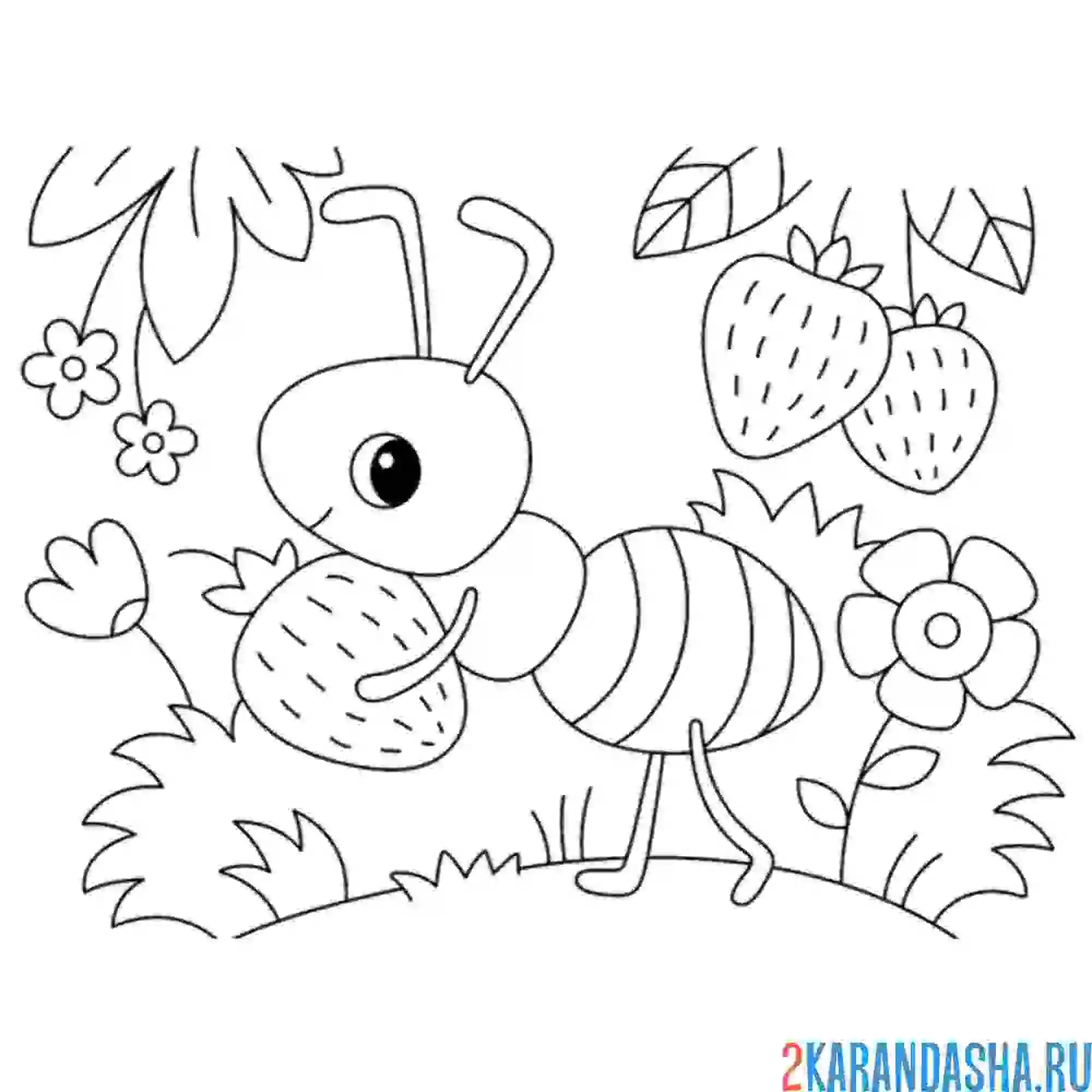 Раскраска муравей с клубниками