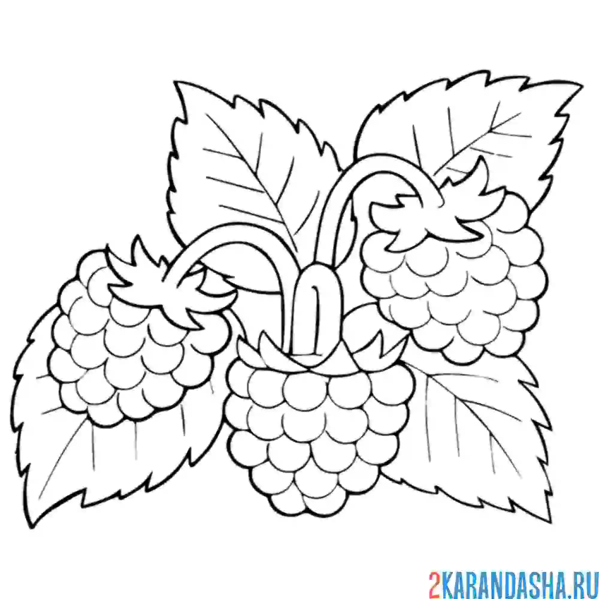 Раскраска малина ягода листочки