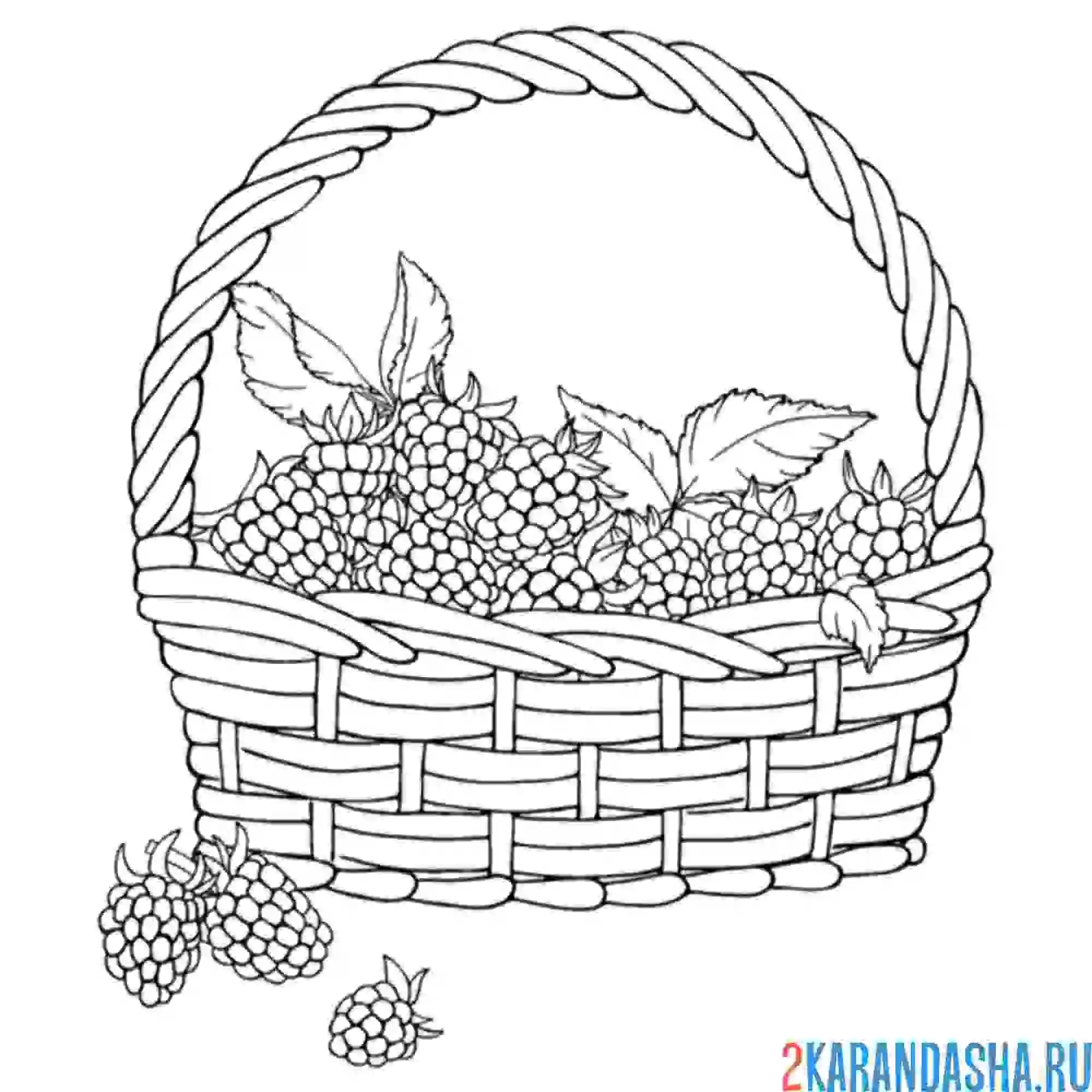 Раскраска малина в корзинке