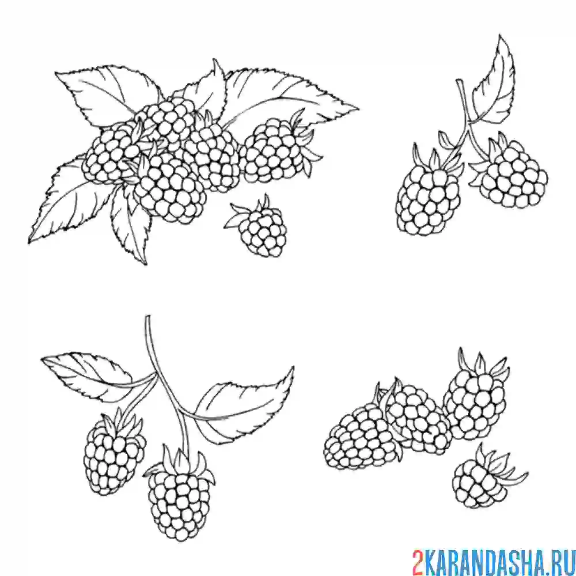 Раскраска много малины