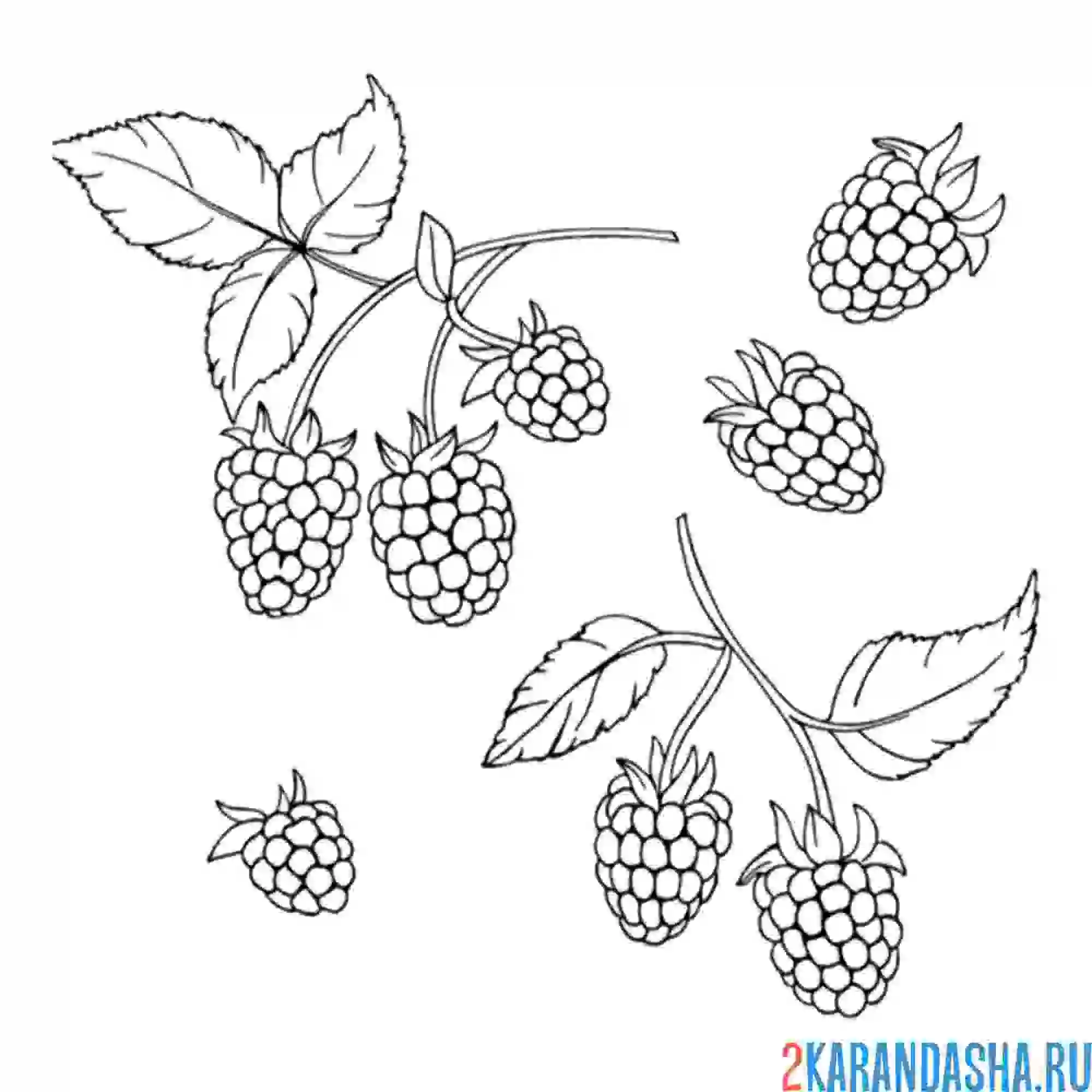 Раскраска малина разбросана