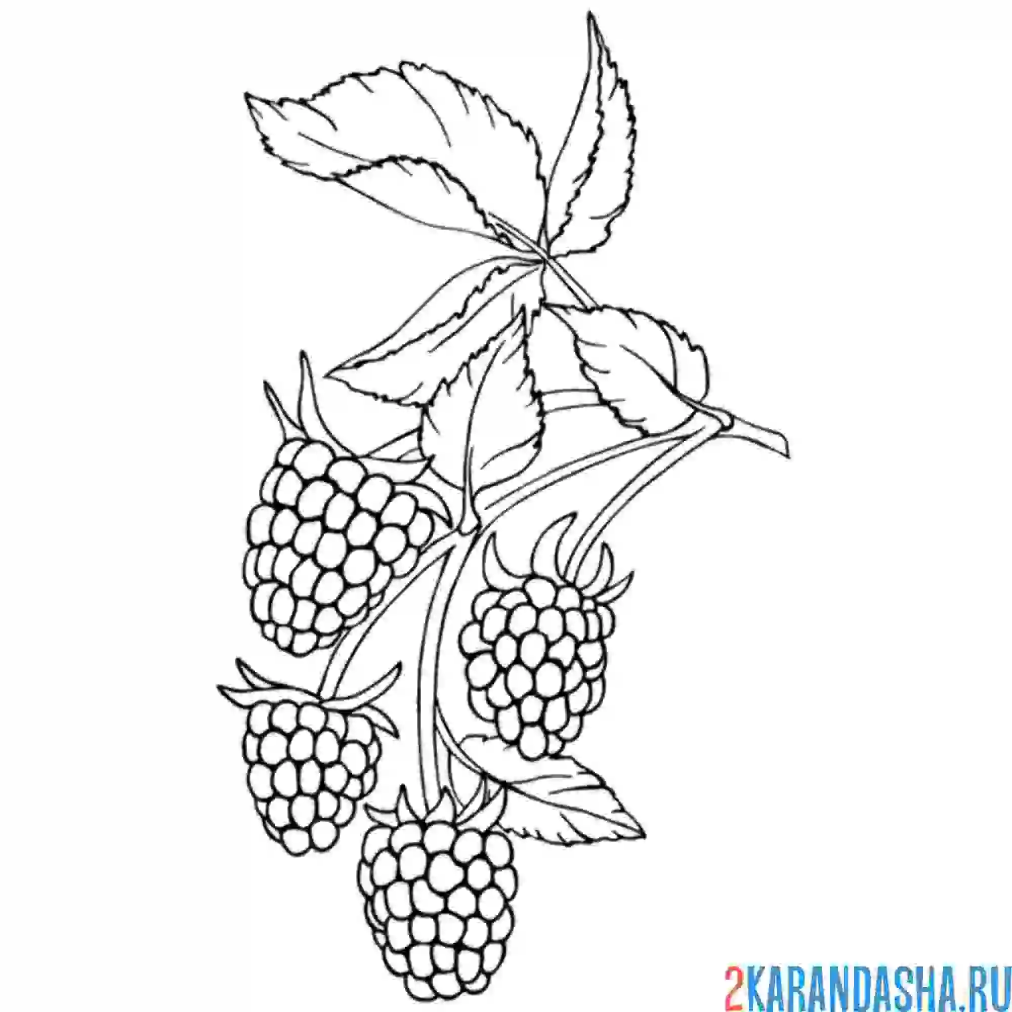 Раскраска малина на веточке с листьями