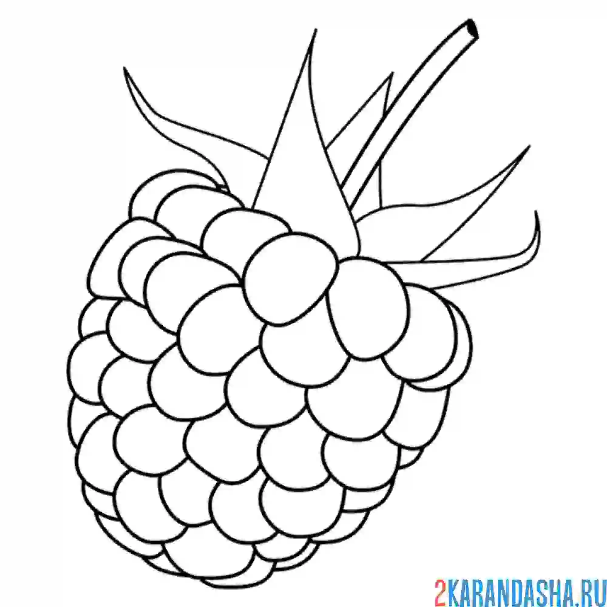 Раскраска крупная ягода малина