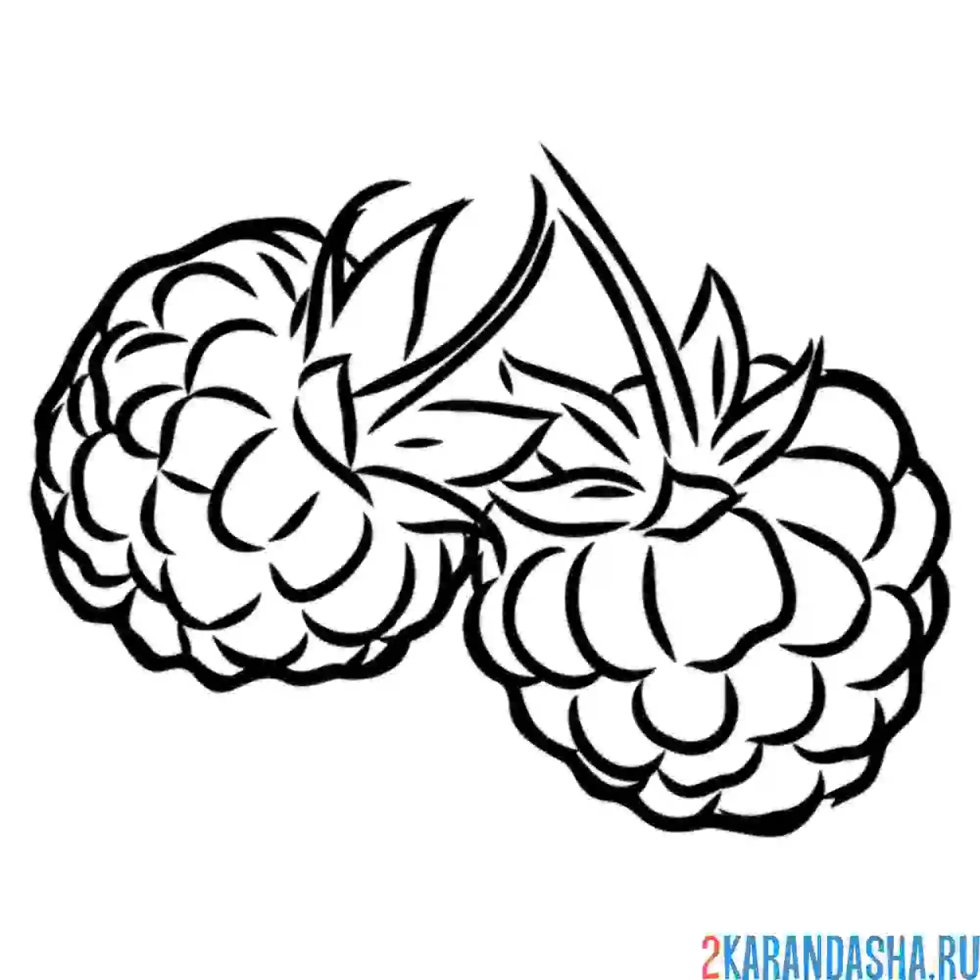 Раскраска две малинки