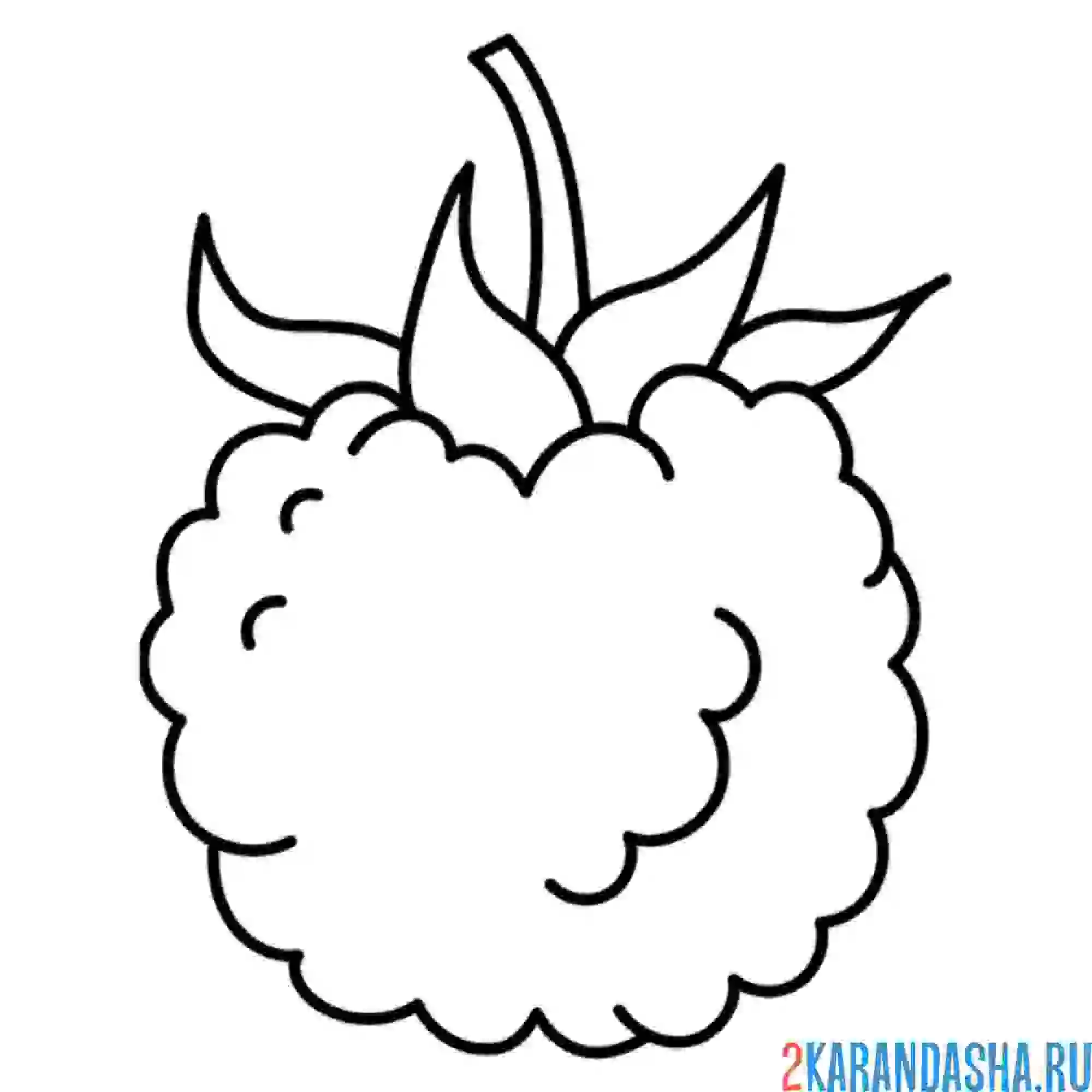 Раскраска малина контур