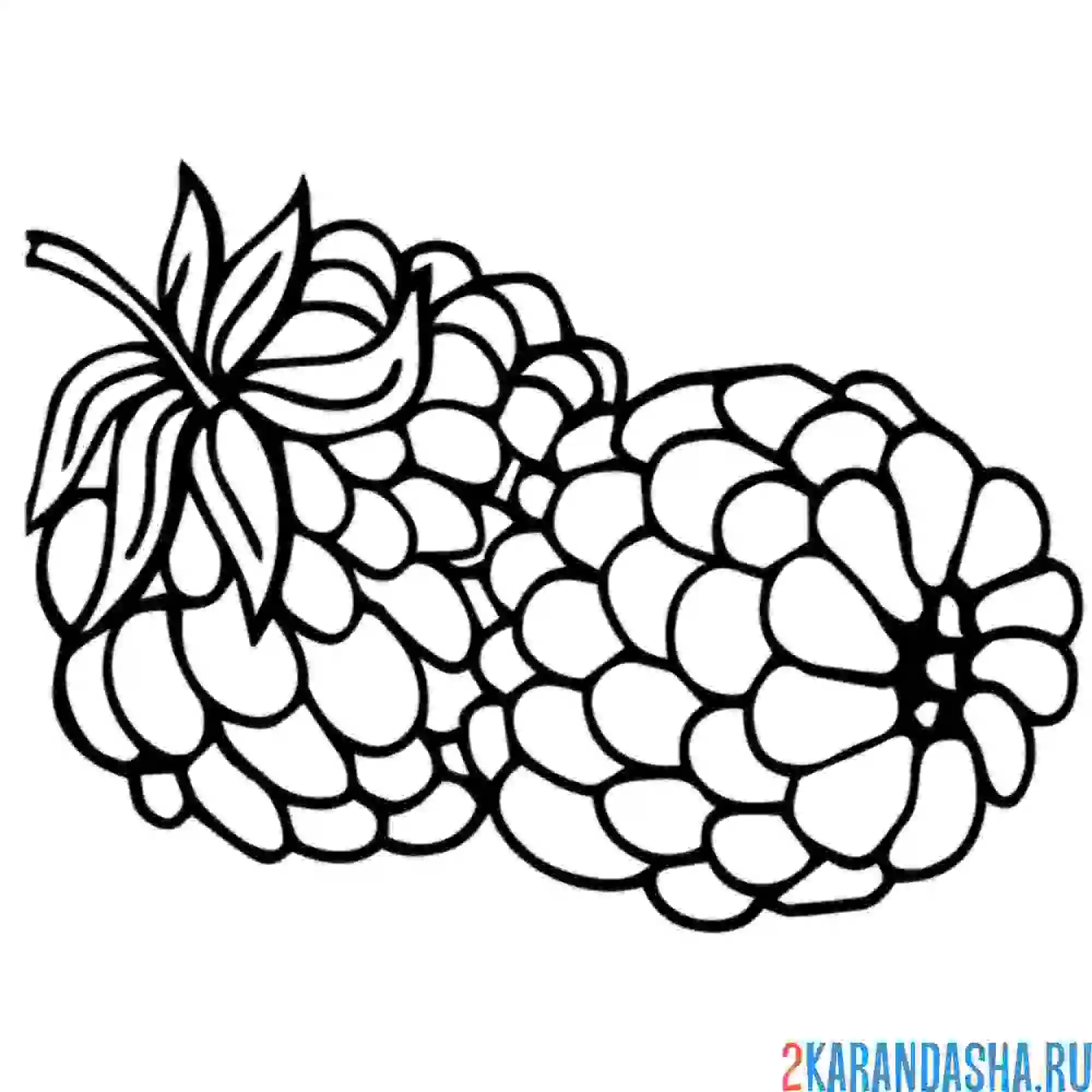 Раскраска две ягоды малины