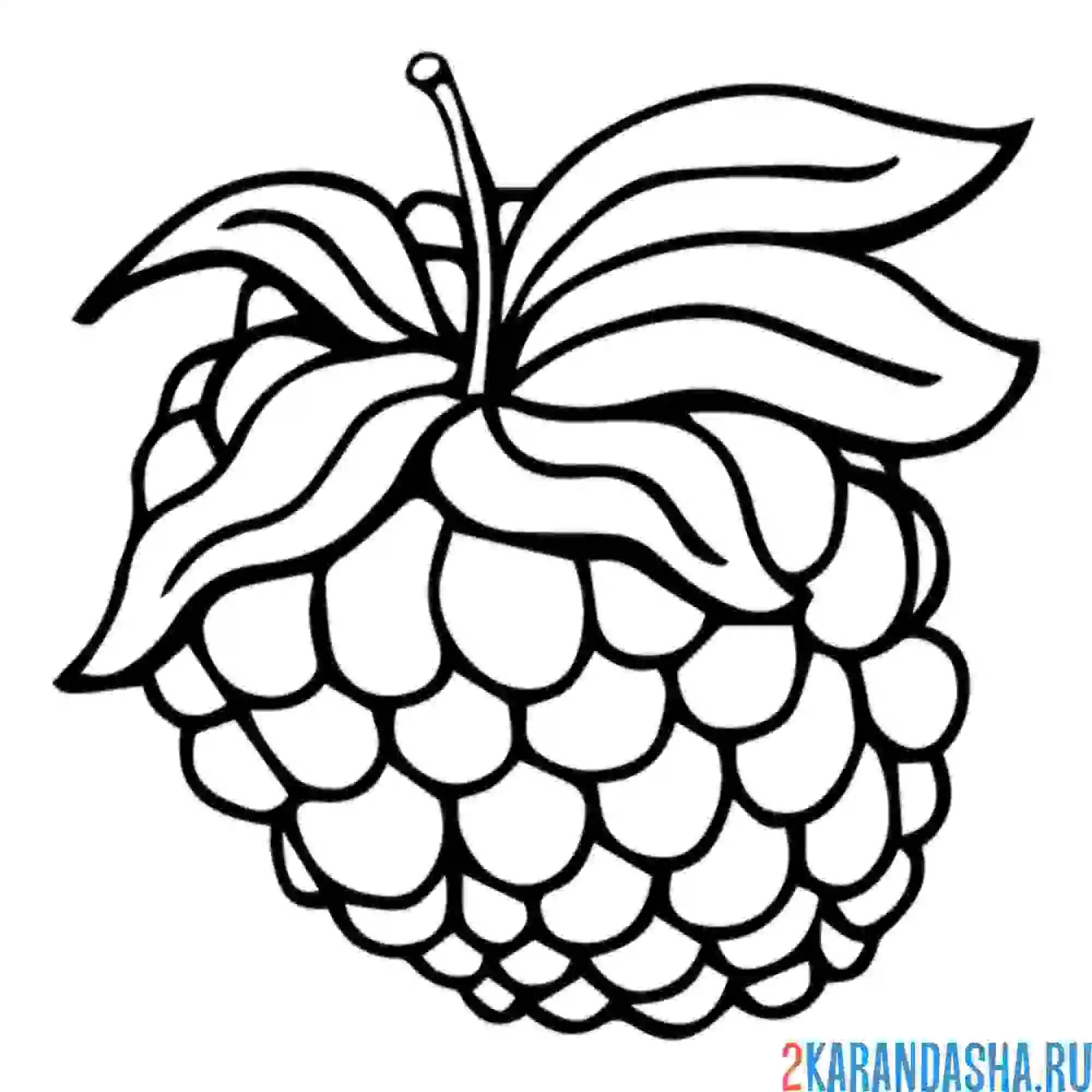 Раскраска малинка