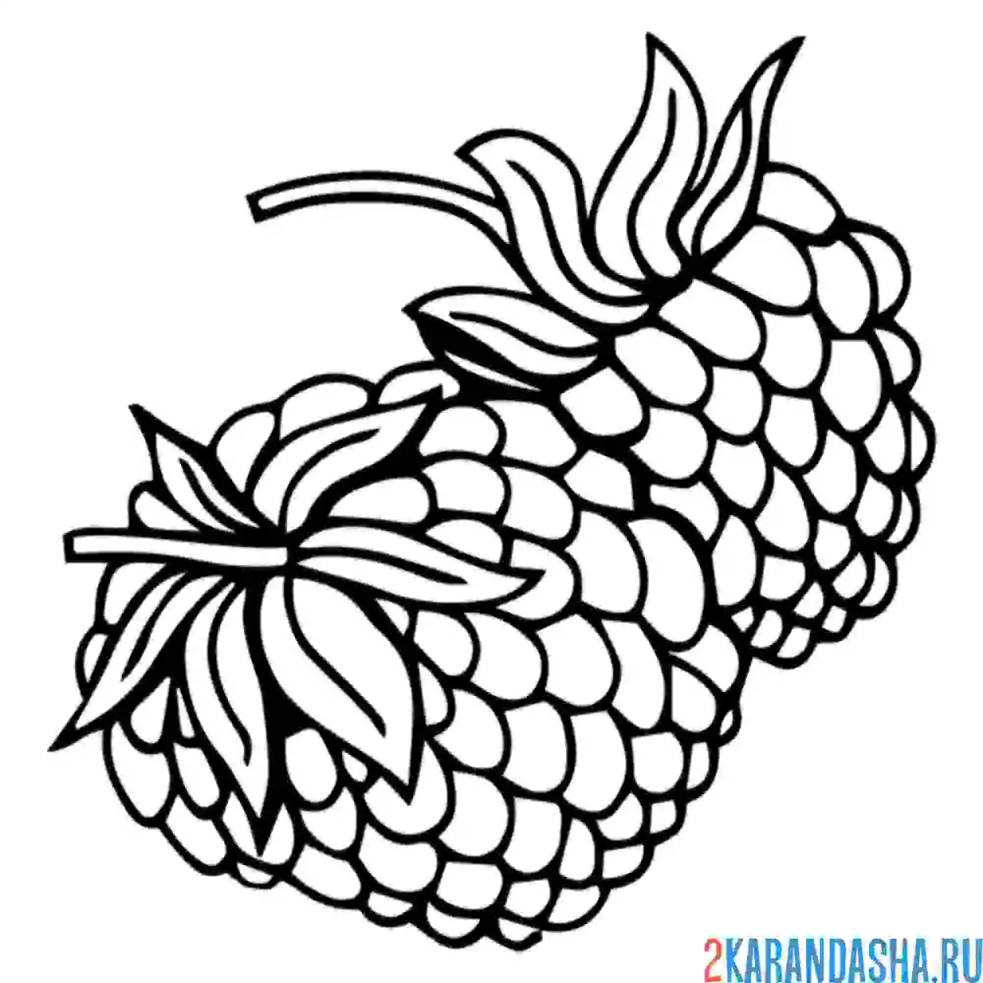 Раскраска малина стебель