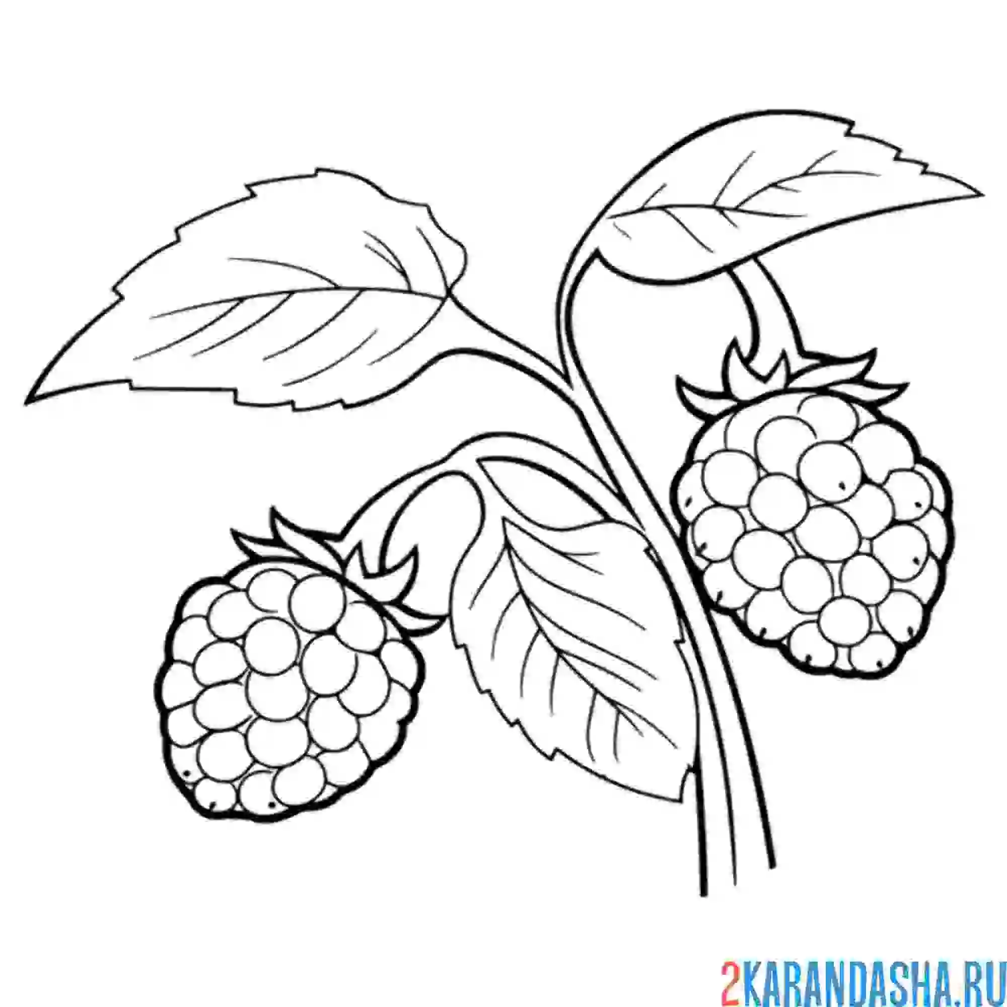 Раскраска малина на кустике
