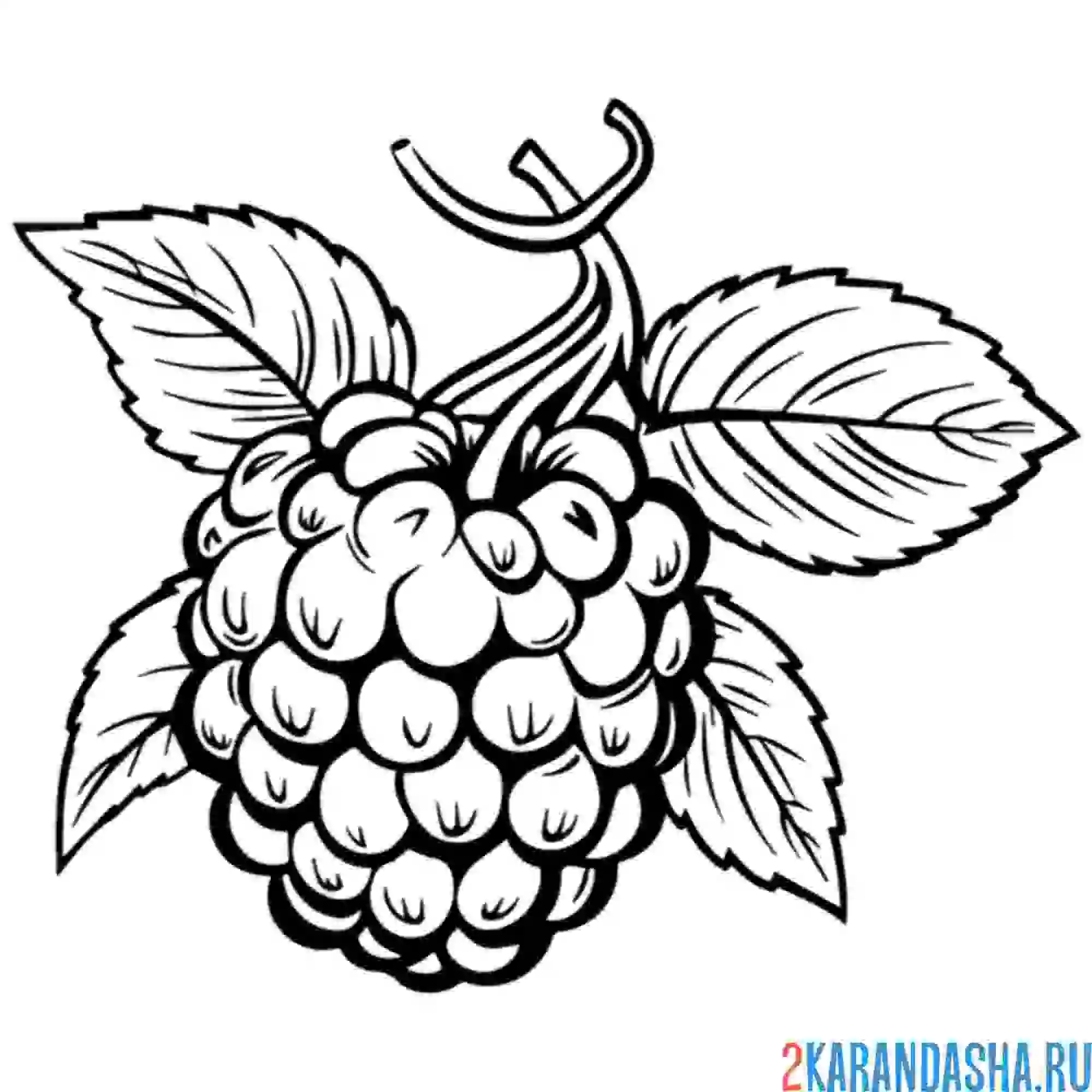 Раскраска малина сочная ягода