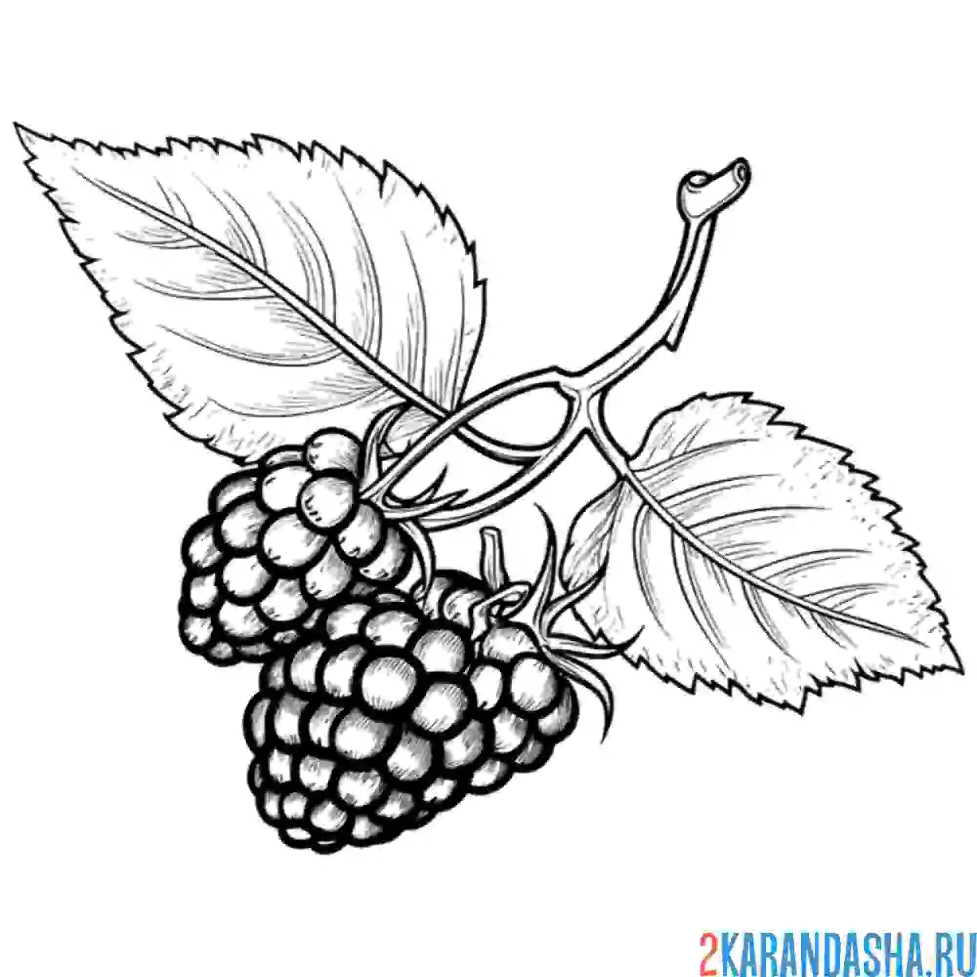 Раскраска малина кустик
