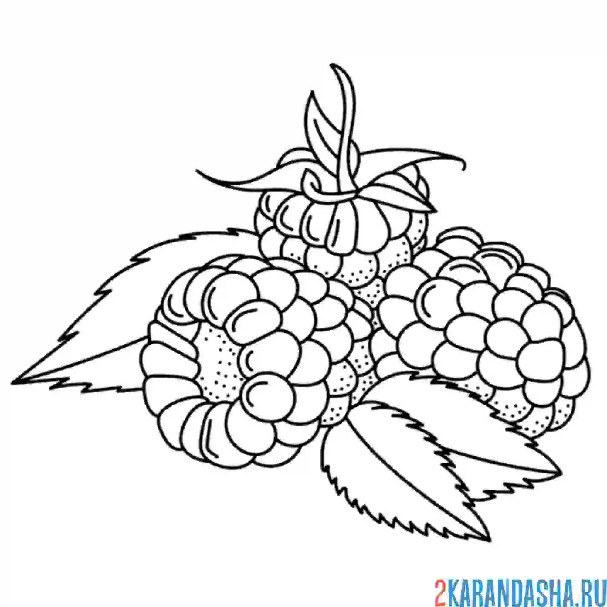 Раскраска малина лежит