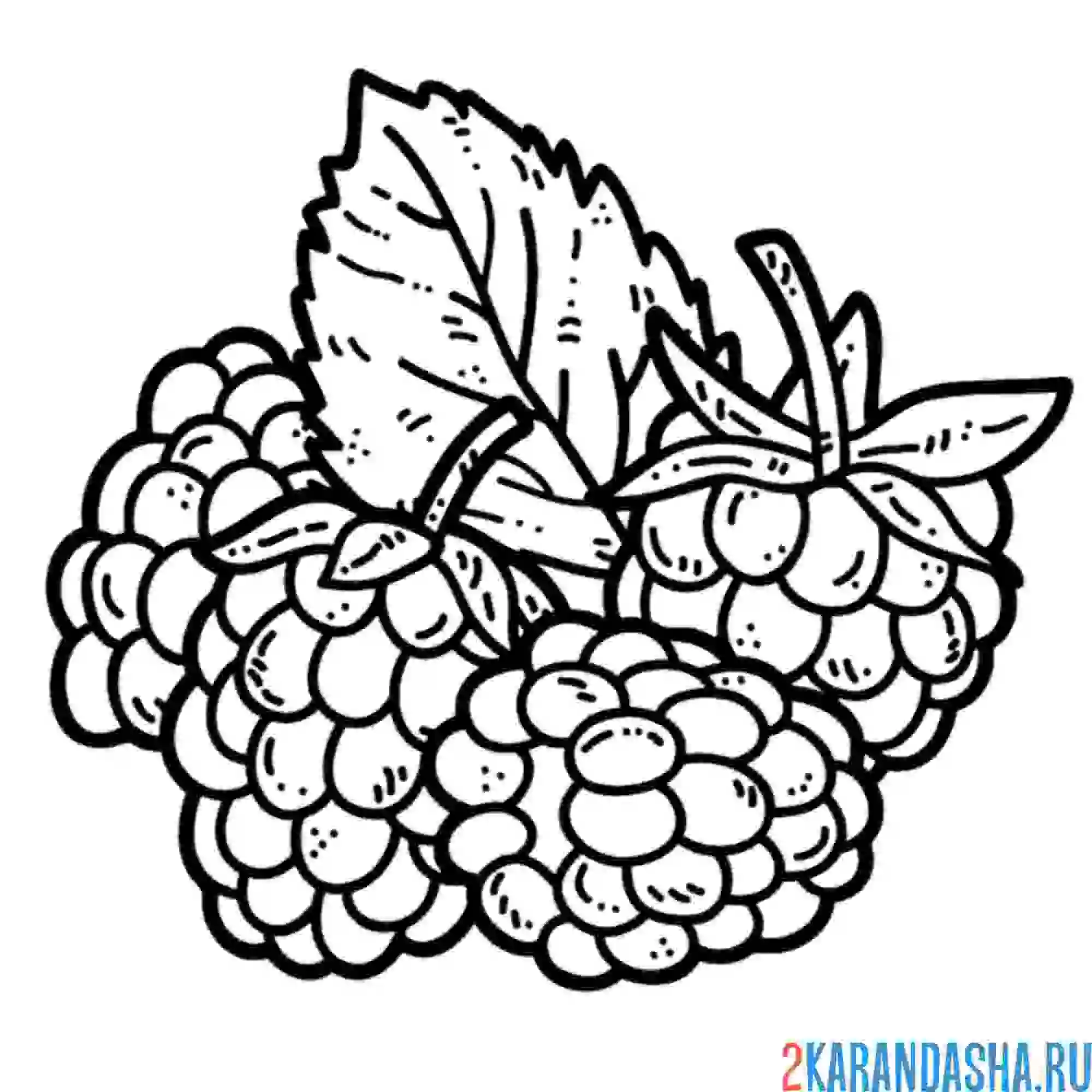 Раскраска малина сорванная
