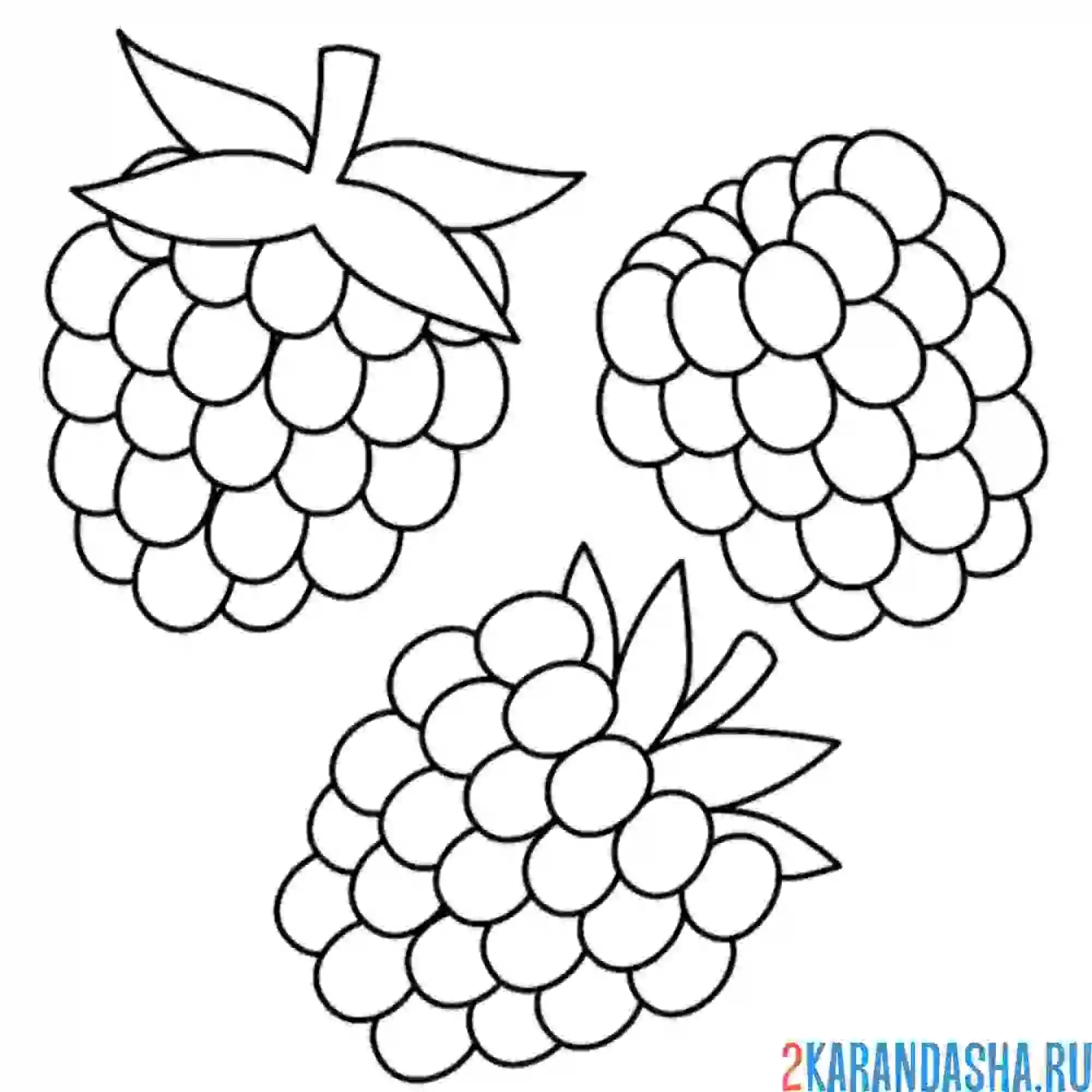 Раскраска три малины