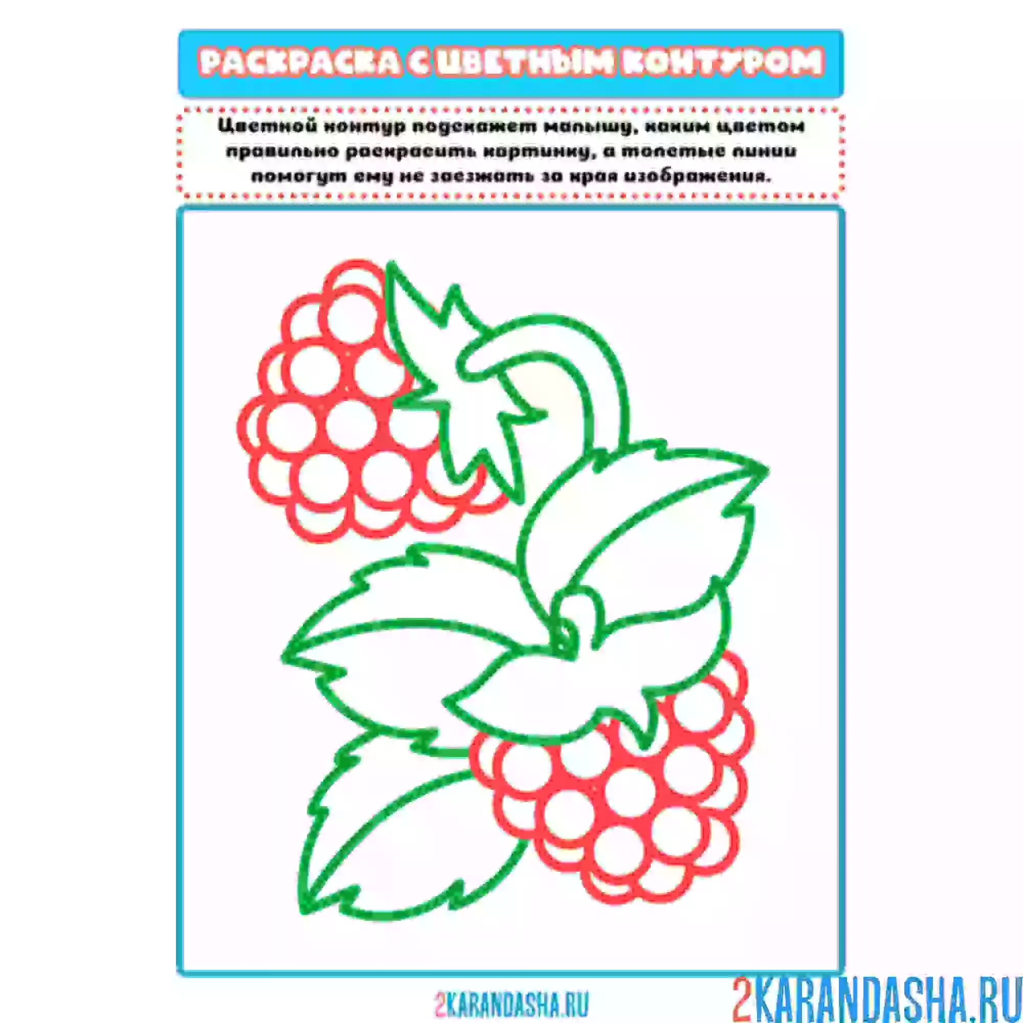 Раскраска малина цветной рисунок