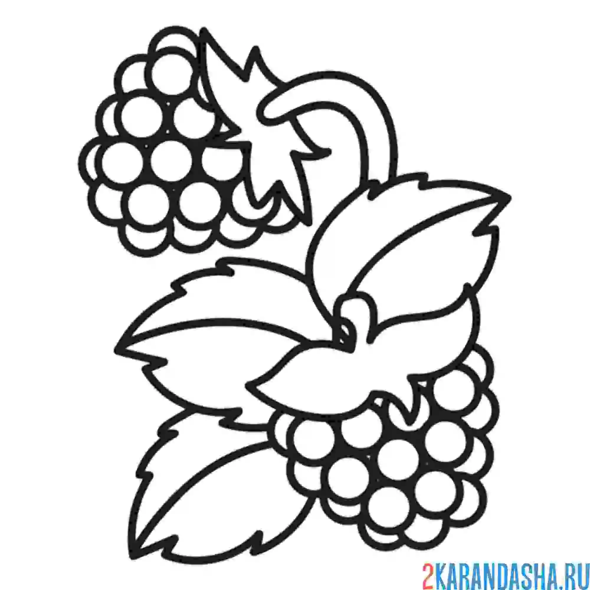 Раскраска малина съедобная