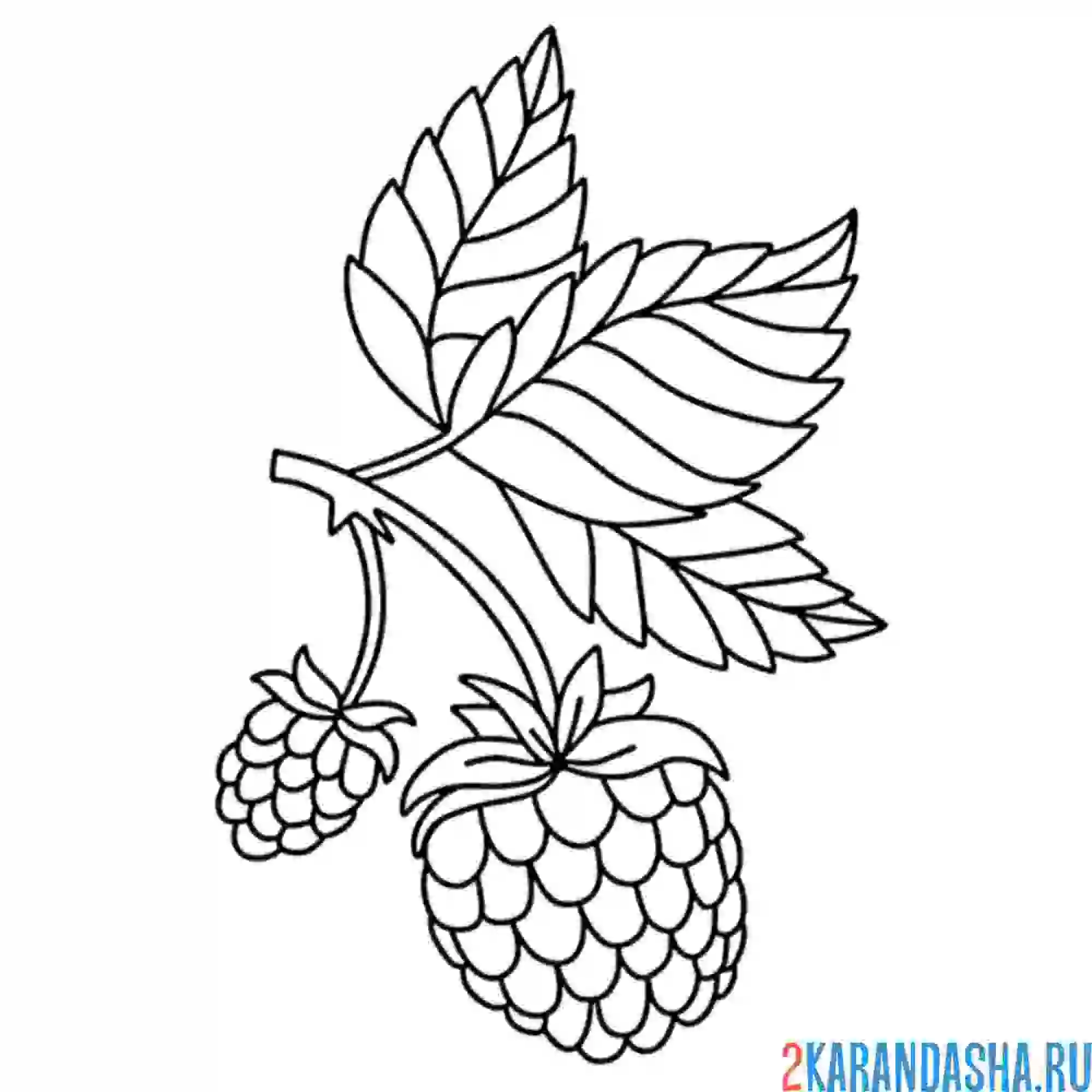 Раскраска малина две ягоды