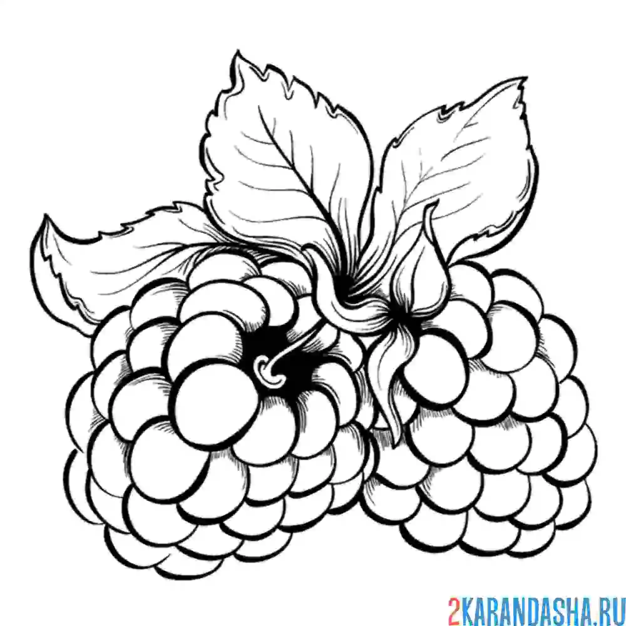 Раскраска малина аппетитная