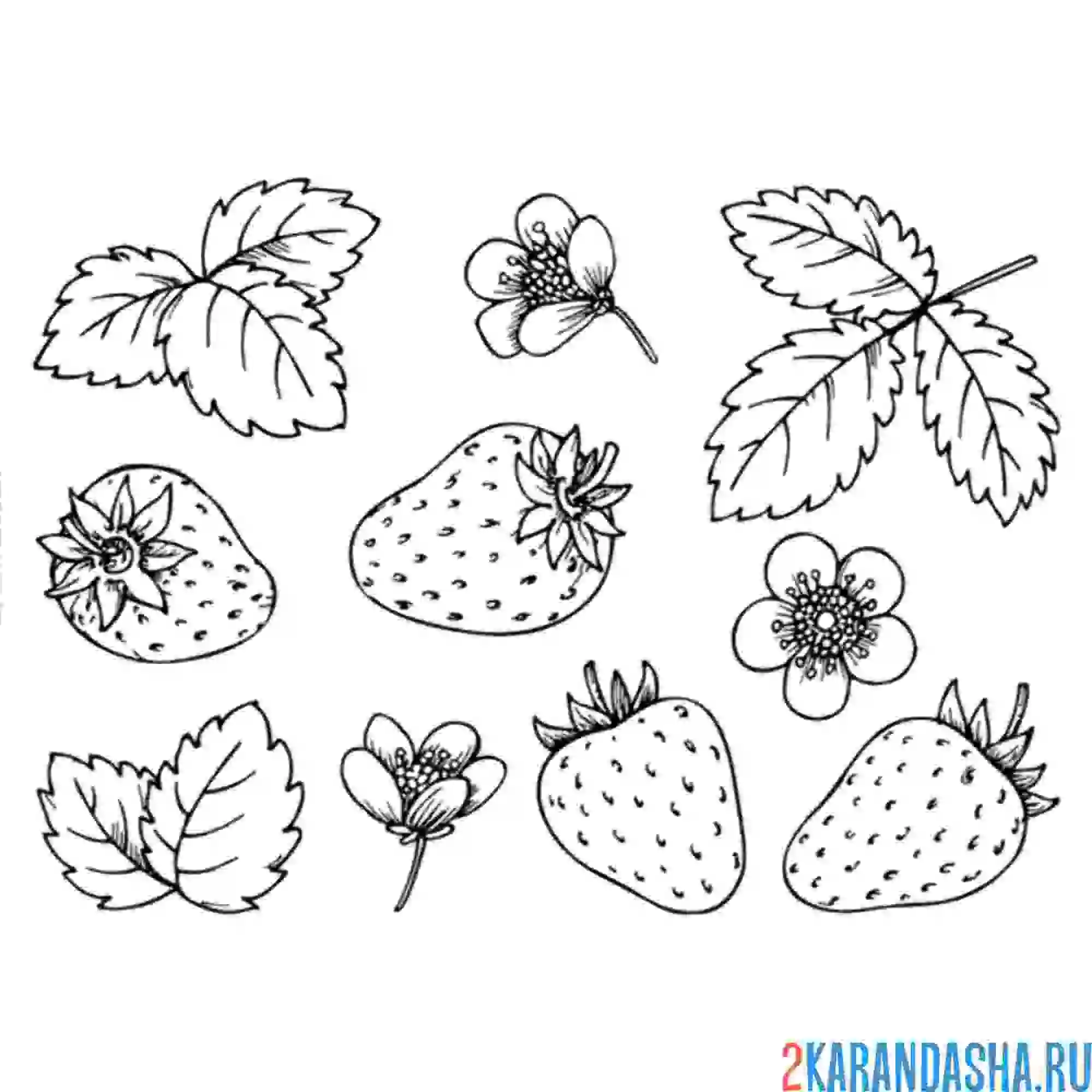 Раскраска клубничные части