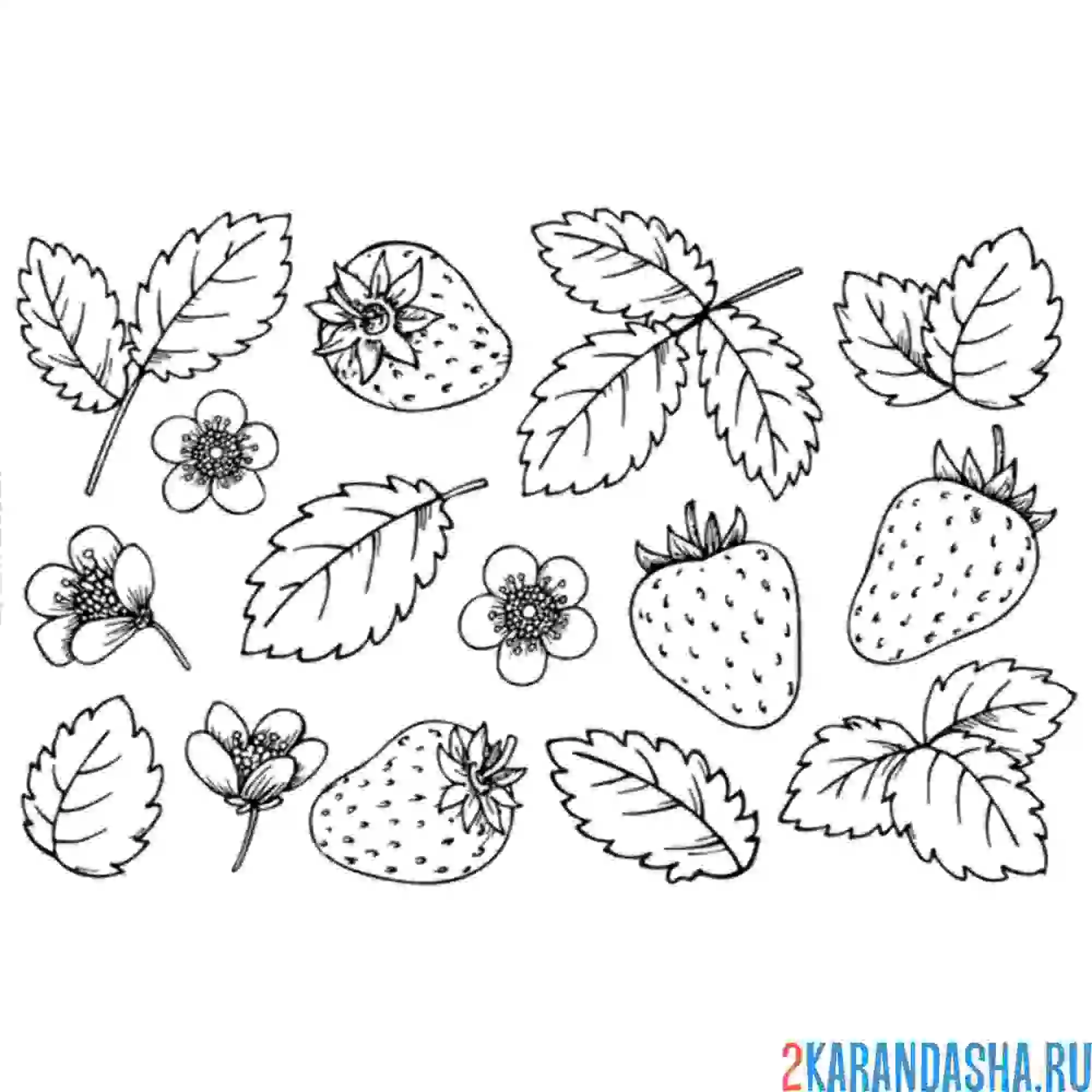 Раскраска листья клубники