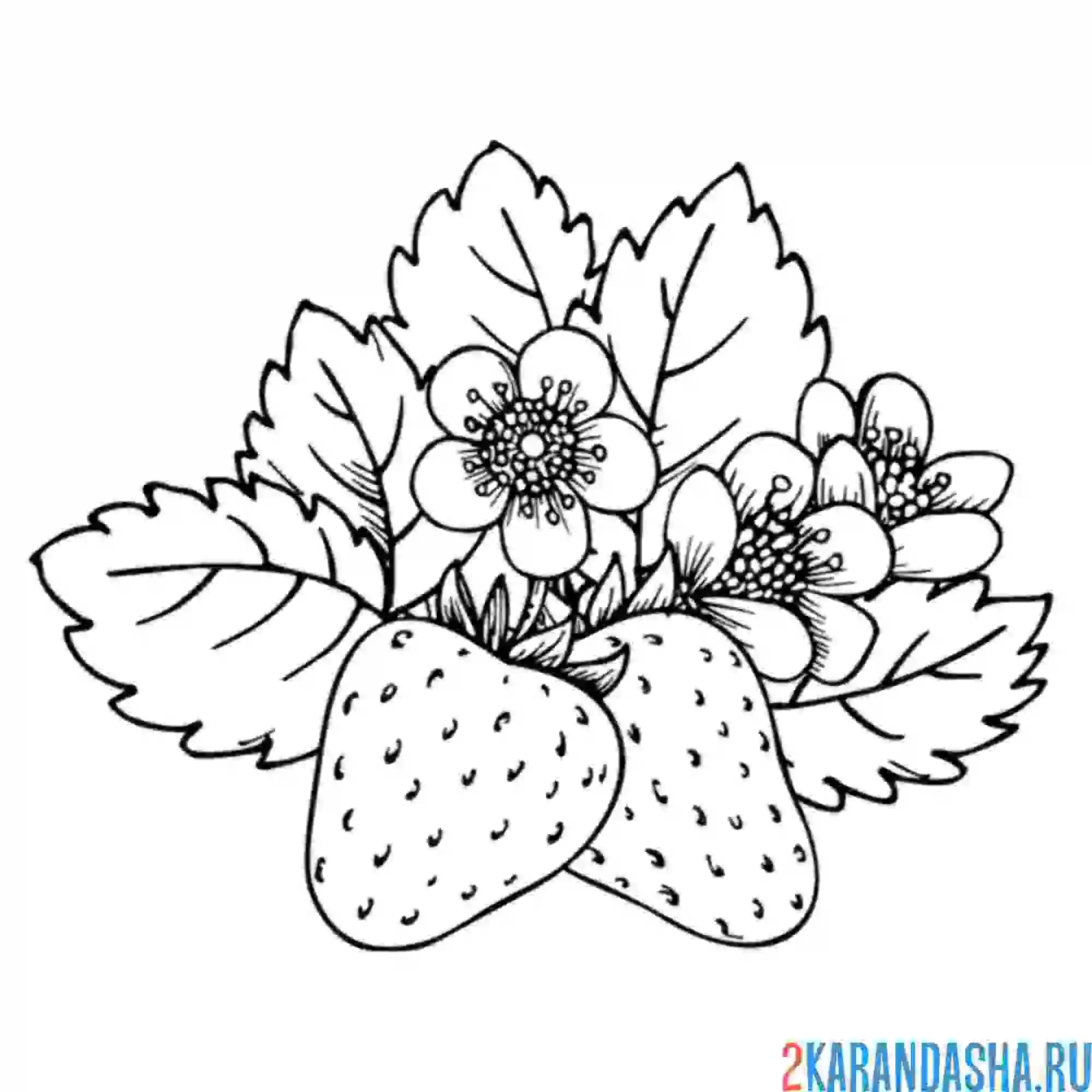 Раскраска клубника зацвела
