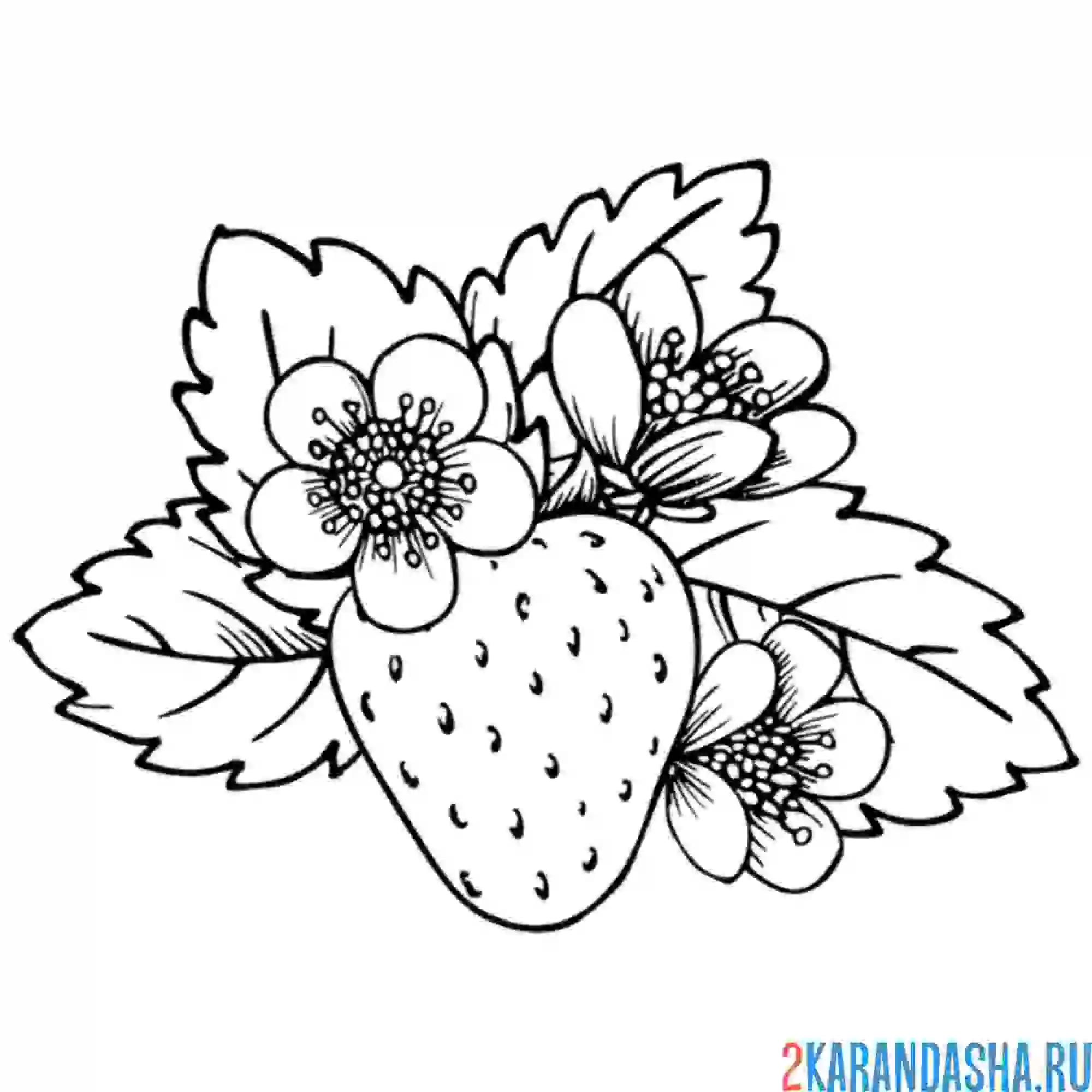 Раскраска цветет клубника