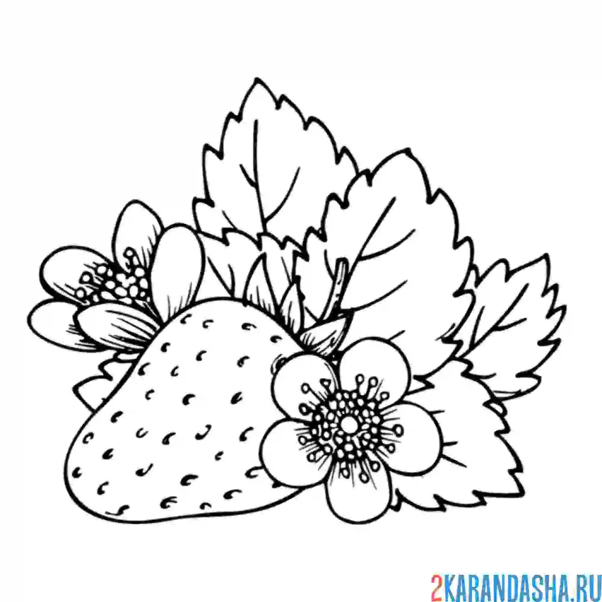 Раскраска клубничка вкусная