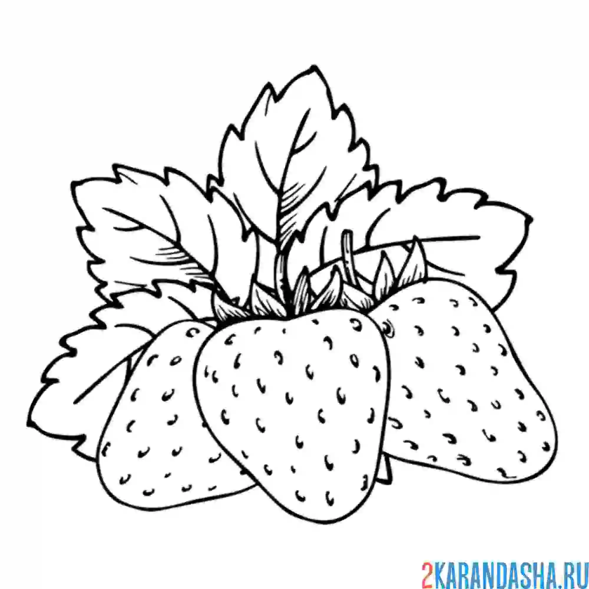 Раскраска клубника летняя