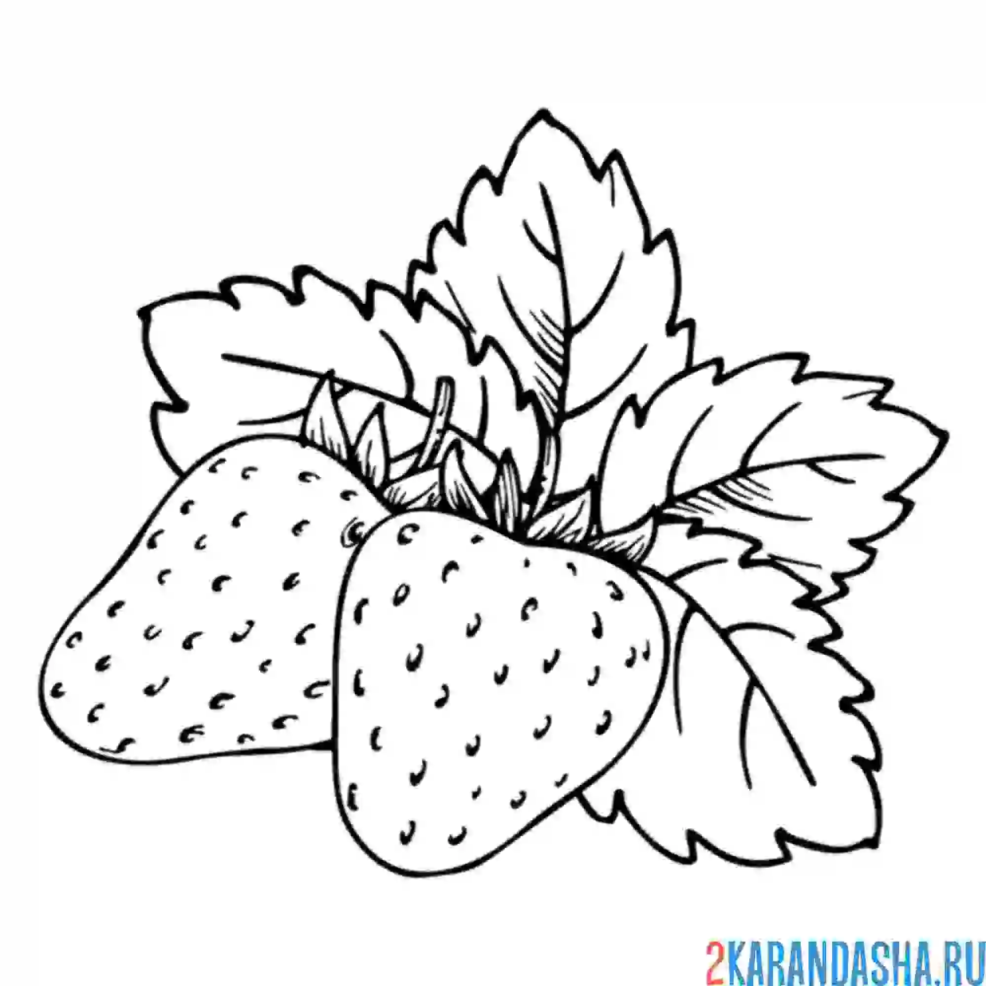 Раскраска клубника лист