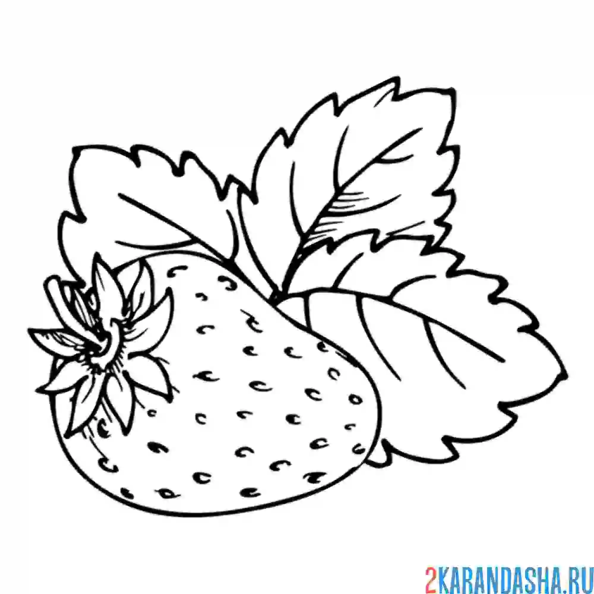Раскраска три листочка клубники