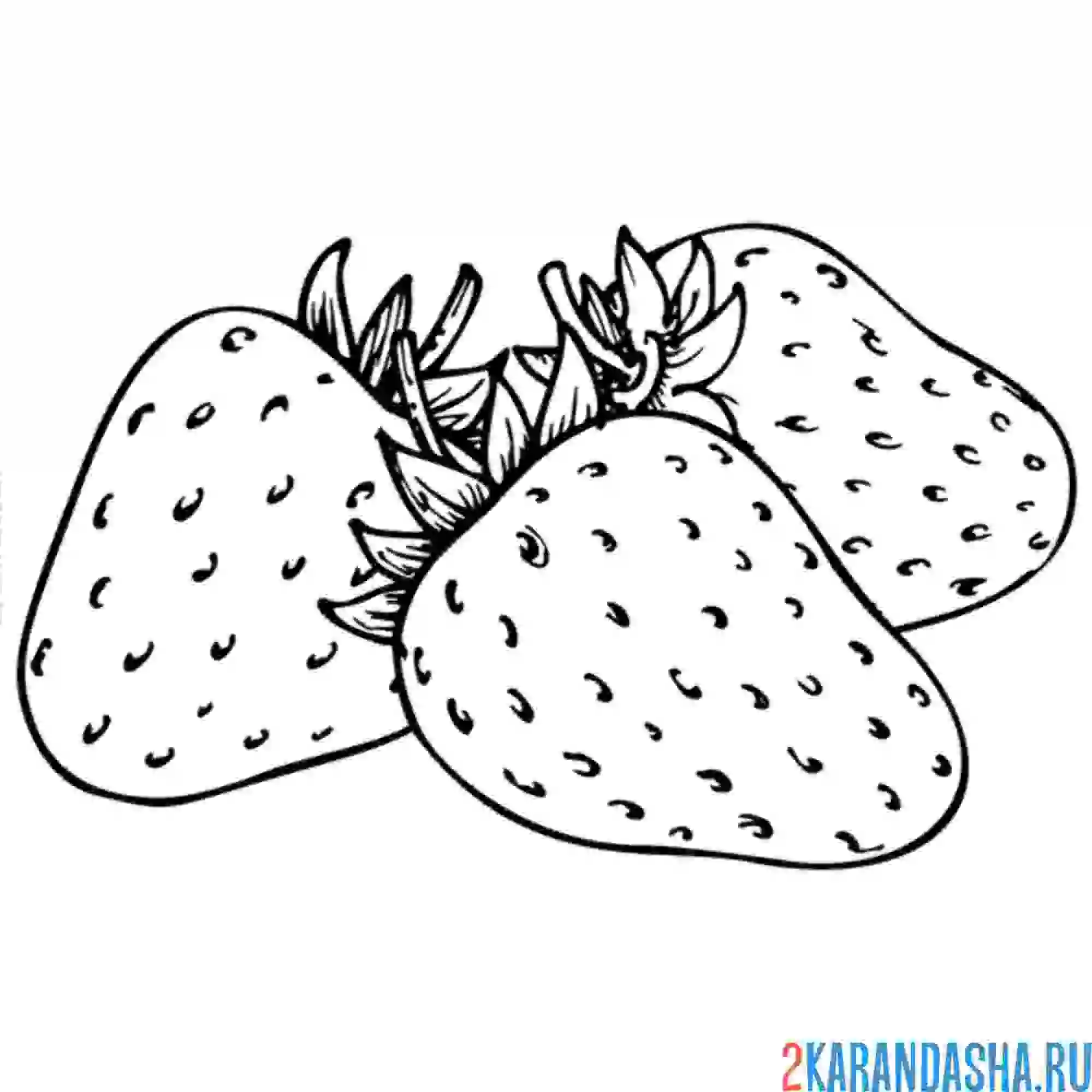 Раскраска клубника без листьев
