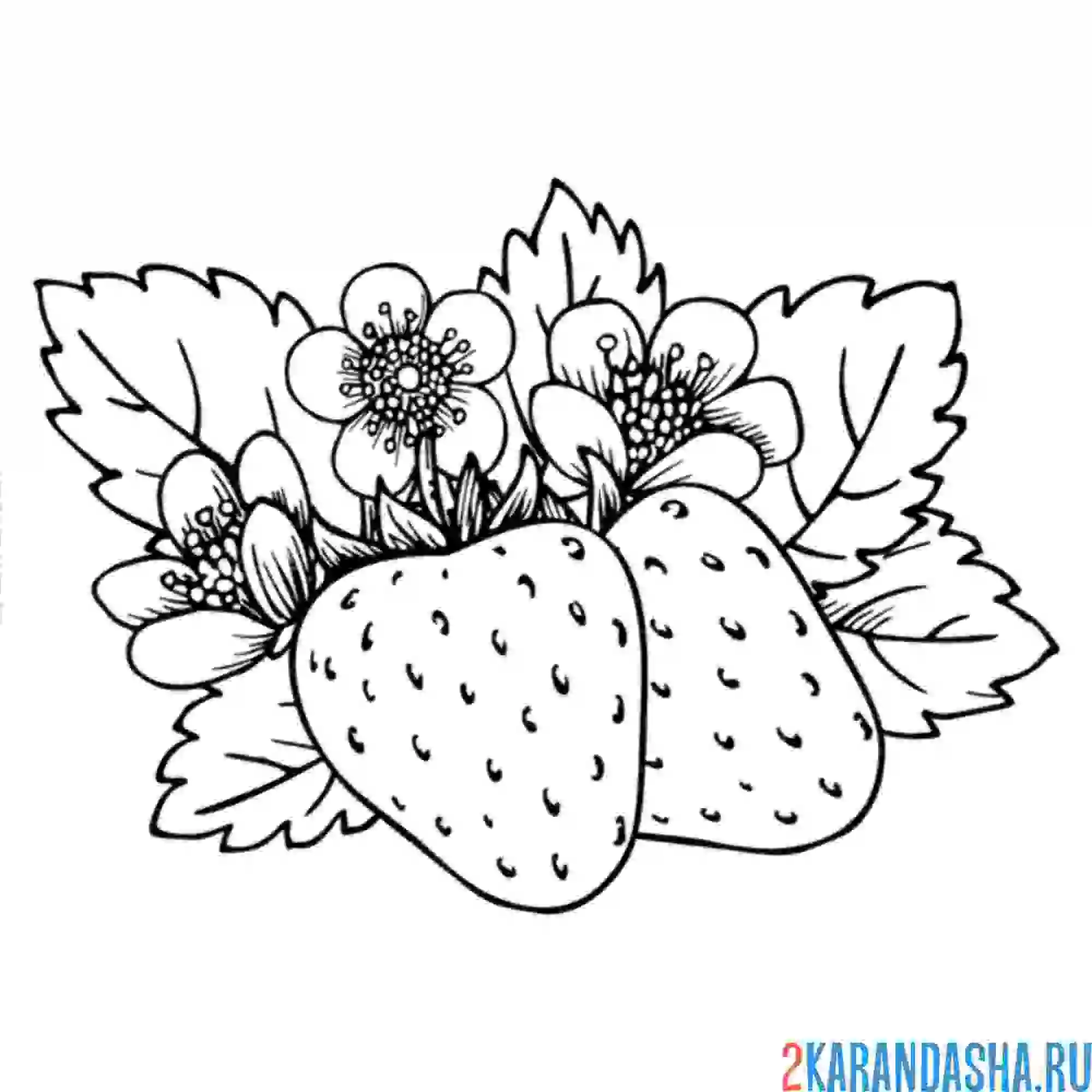 Раскраска две клубники с листьями