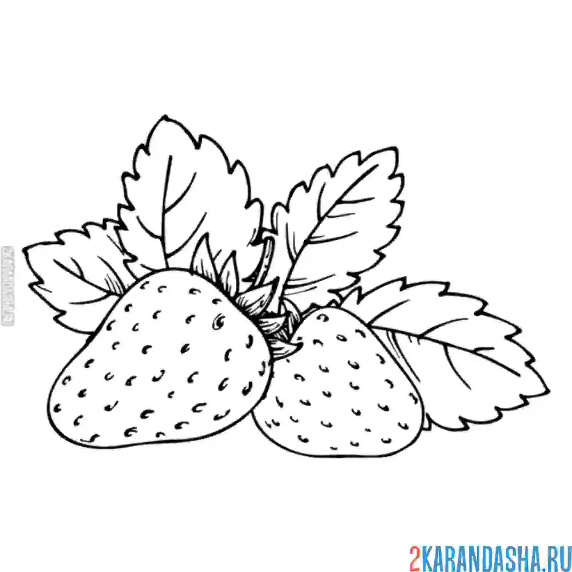 Раскраска клубника в огороде