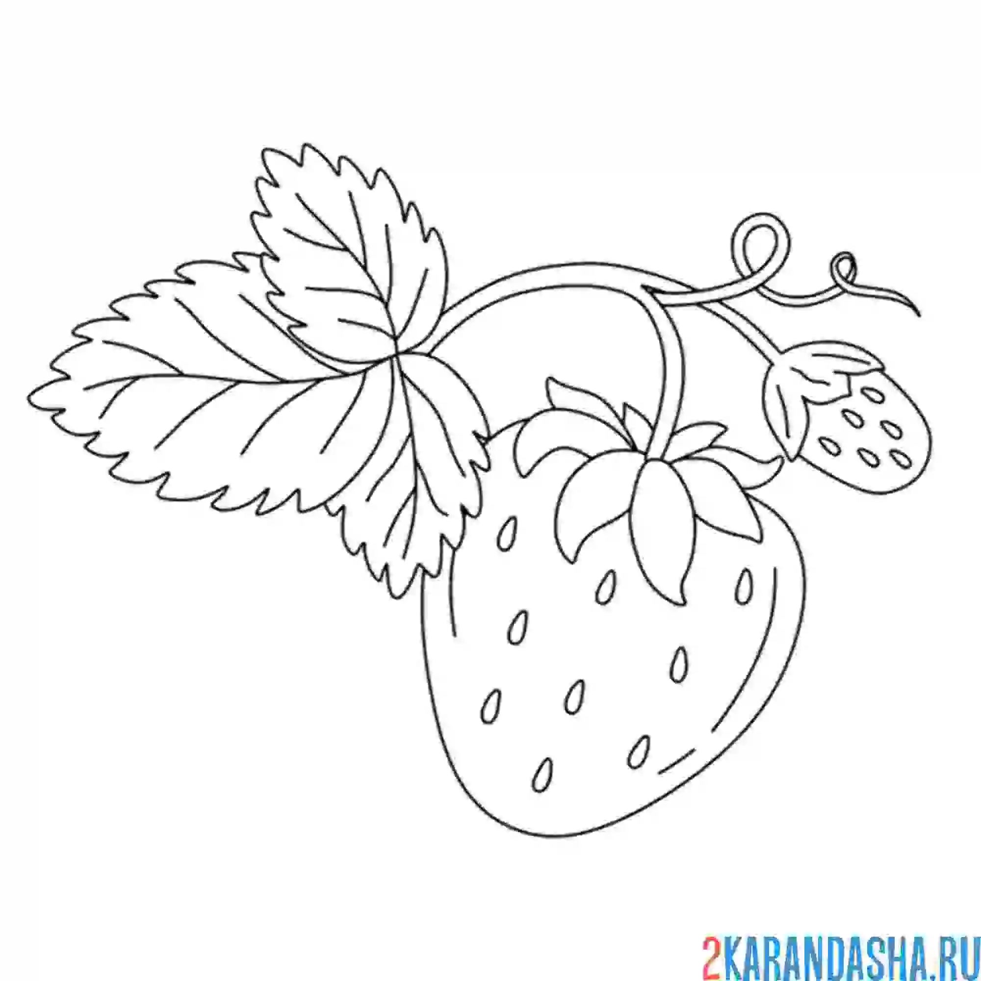 Раскраска клубника усик
