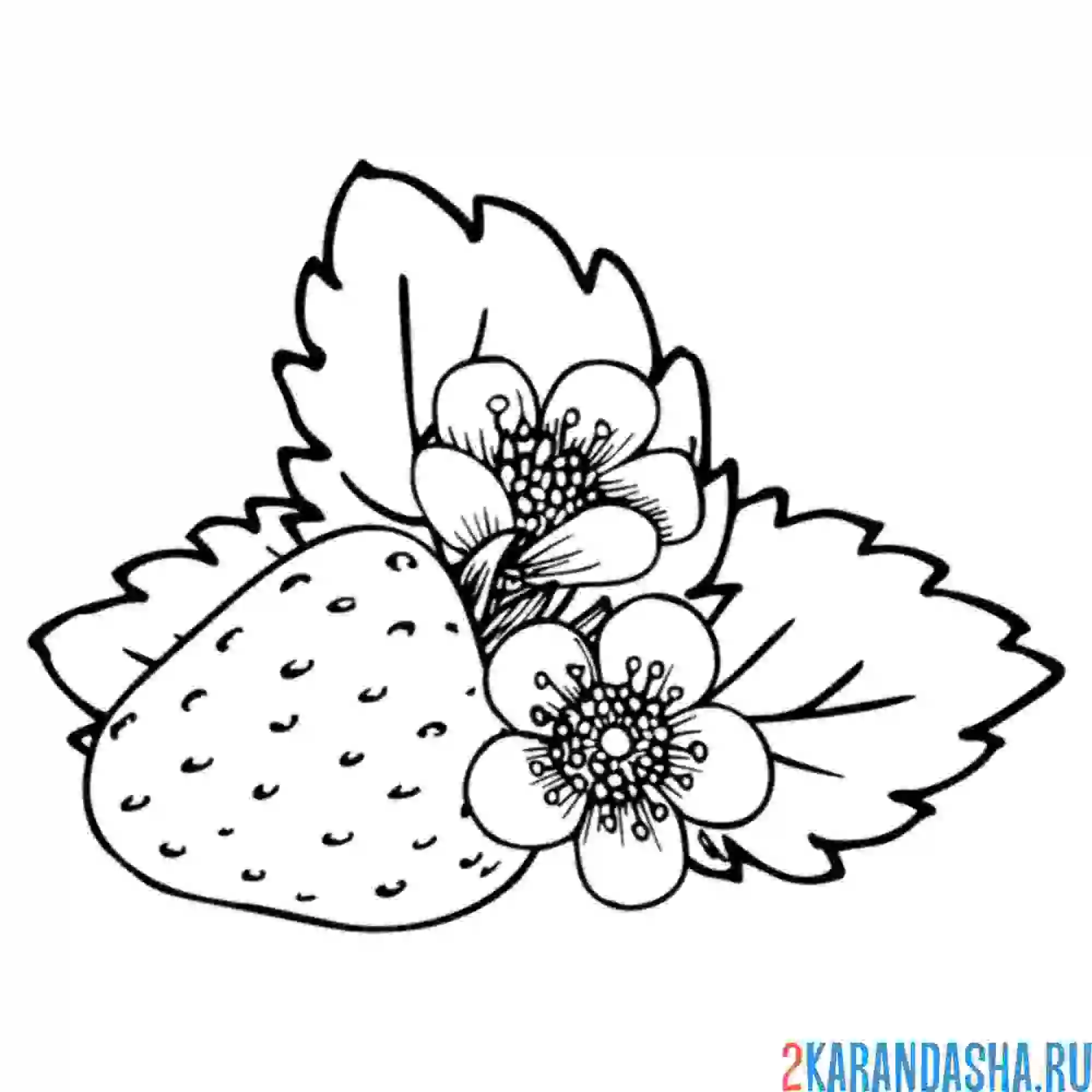 Раскраска аппетитная клубника