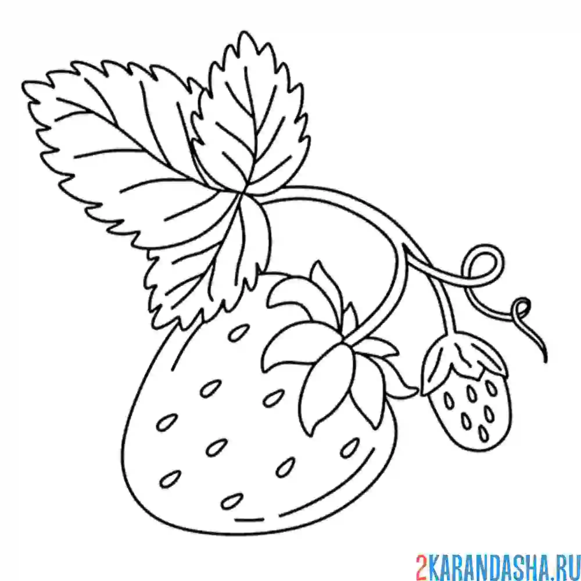 Раскраска клубника маленький кус