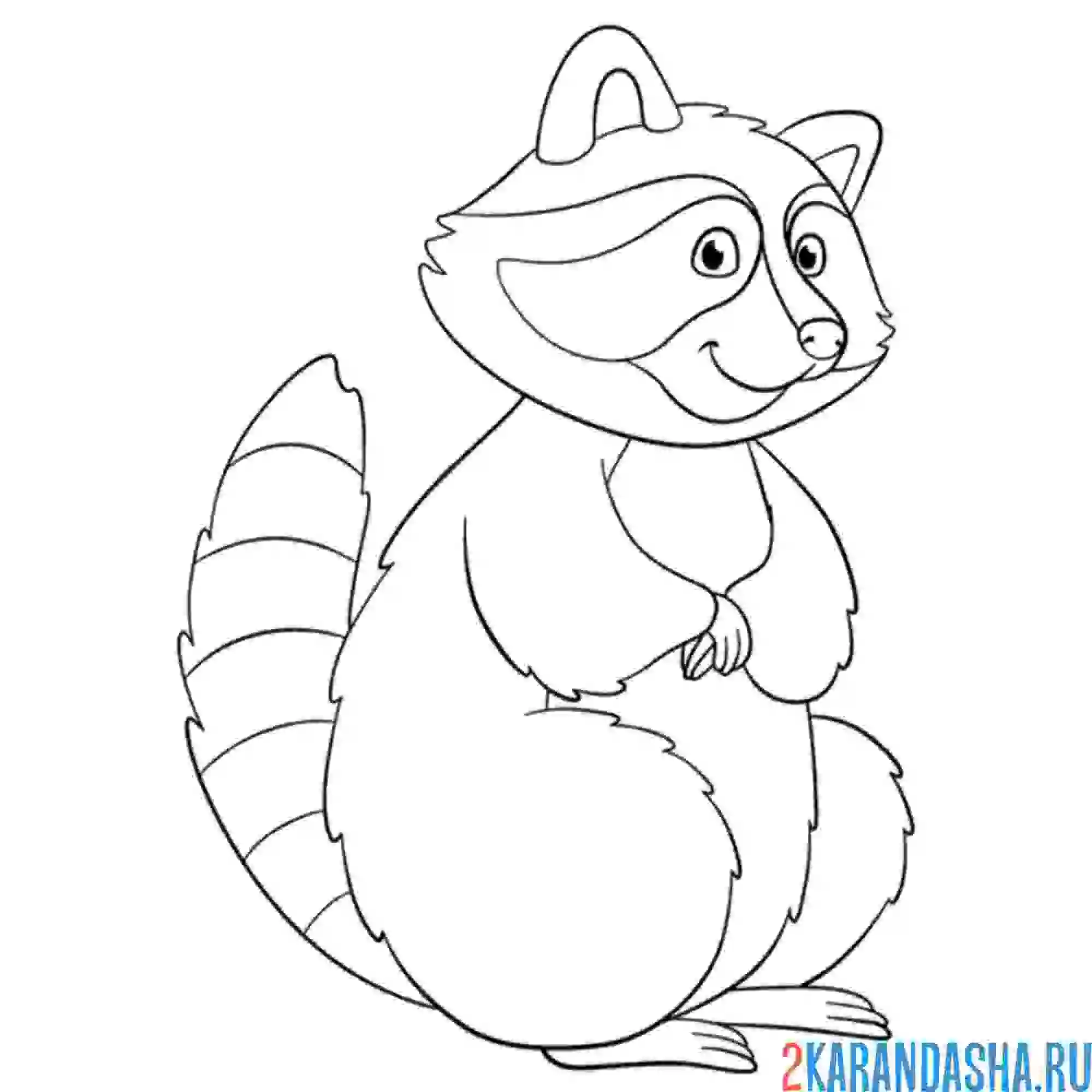 Раскраска енот-полоскун
