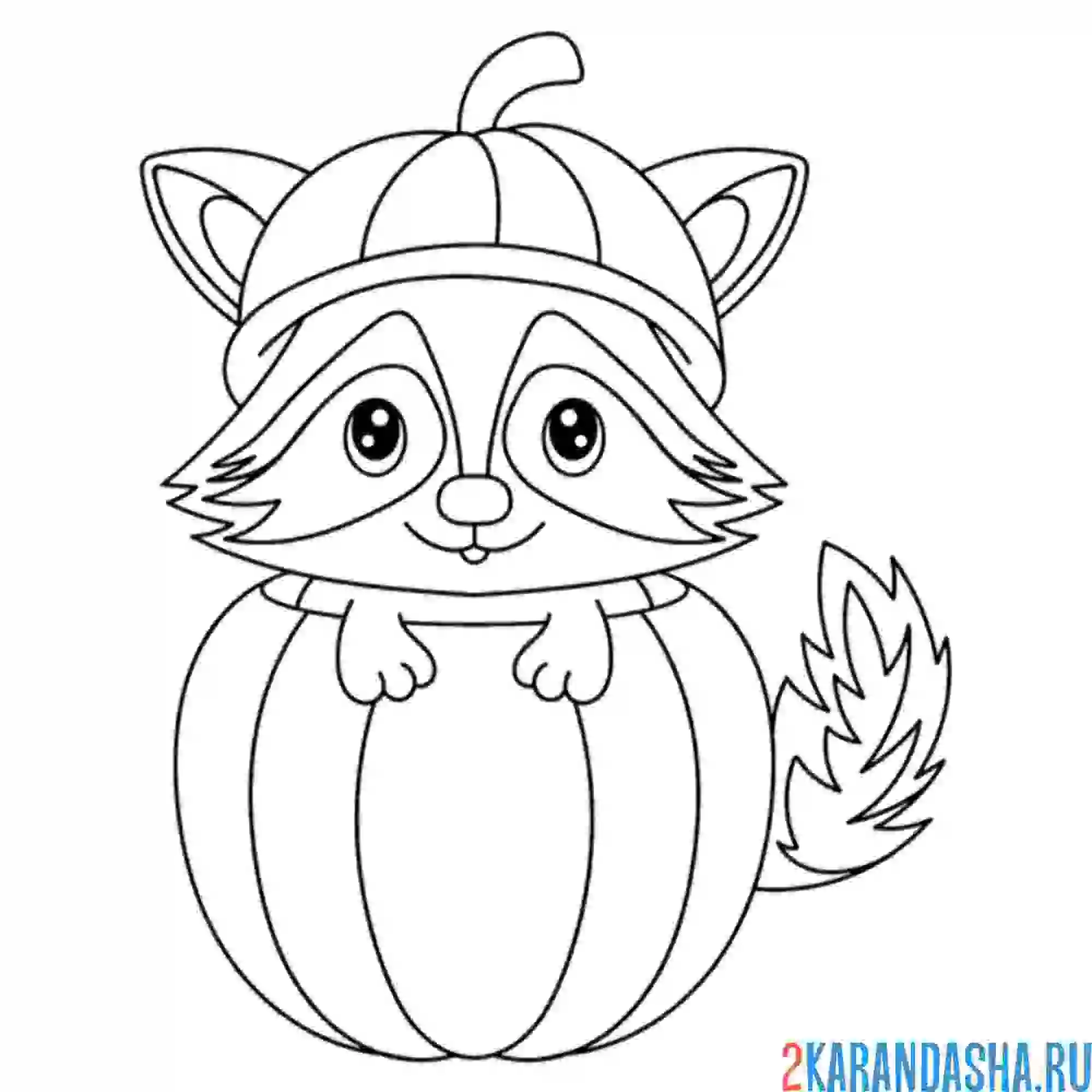 Раскраска енот  в тыкве