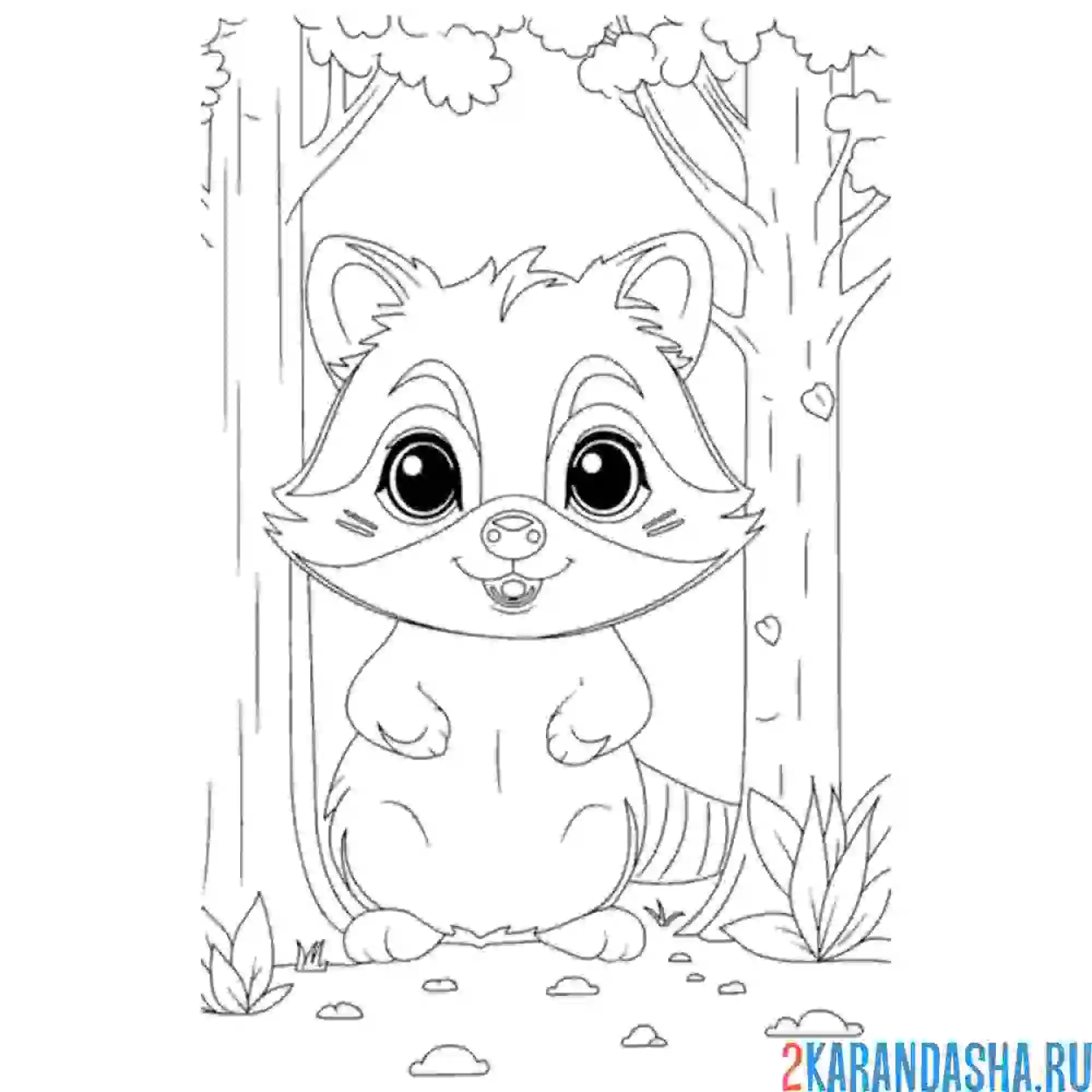 Раскраска лесной енот