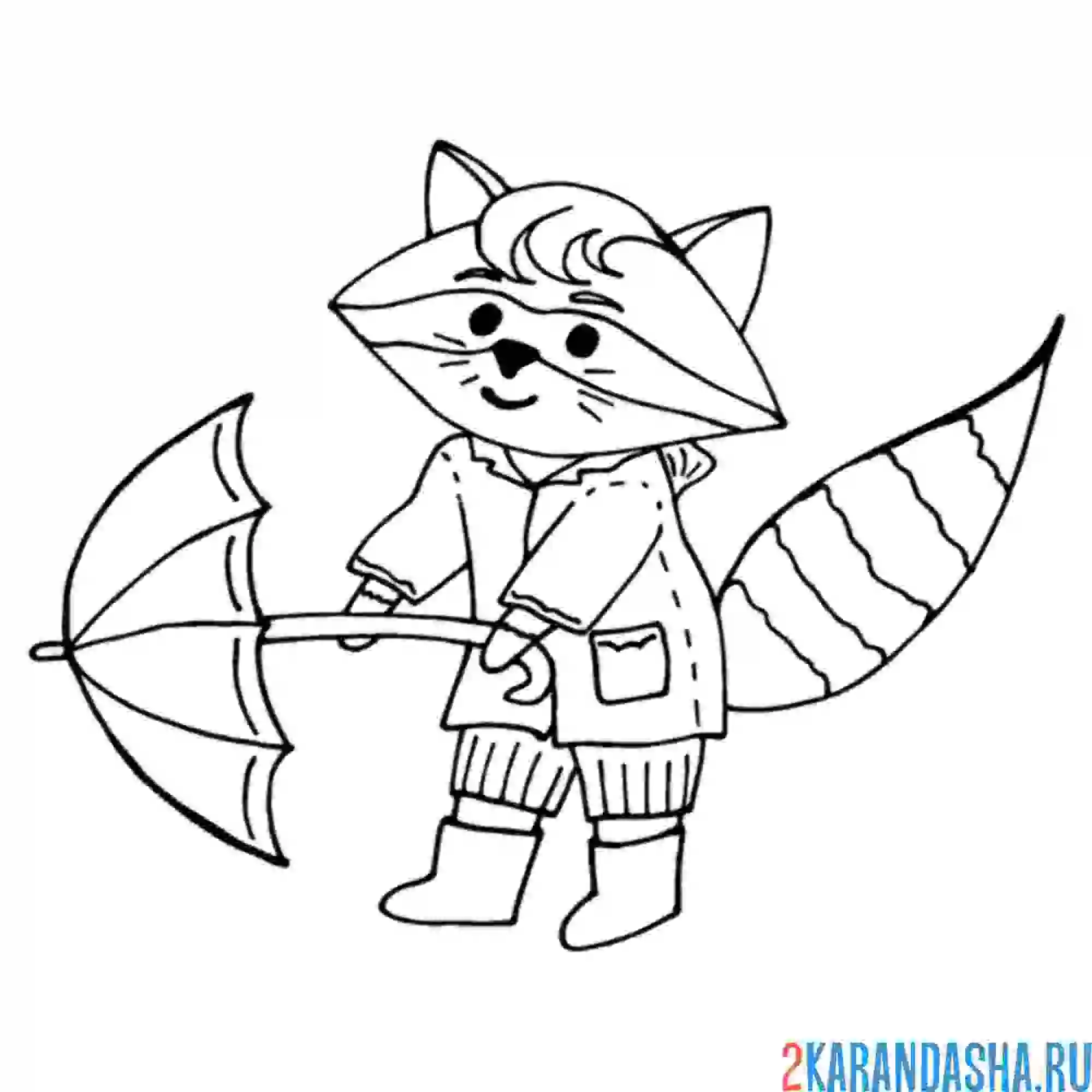 Раскраска енот и зонтик