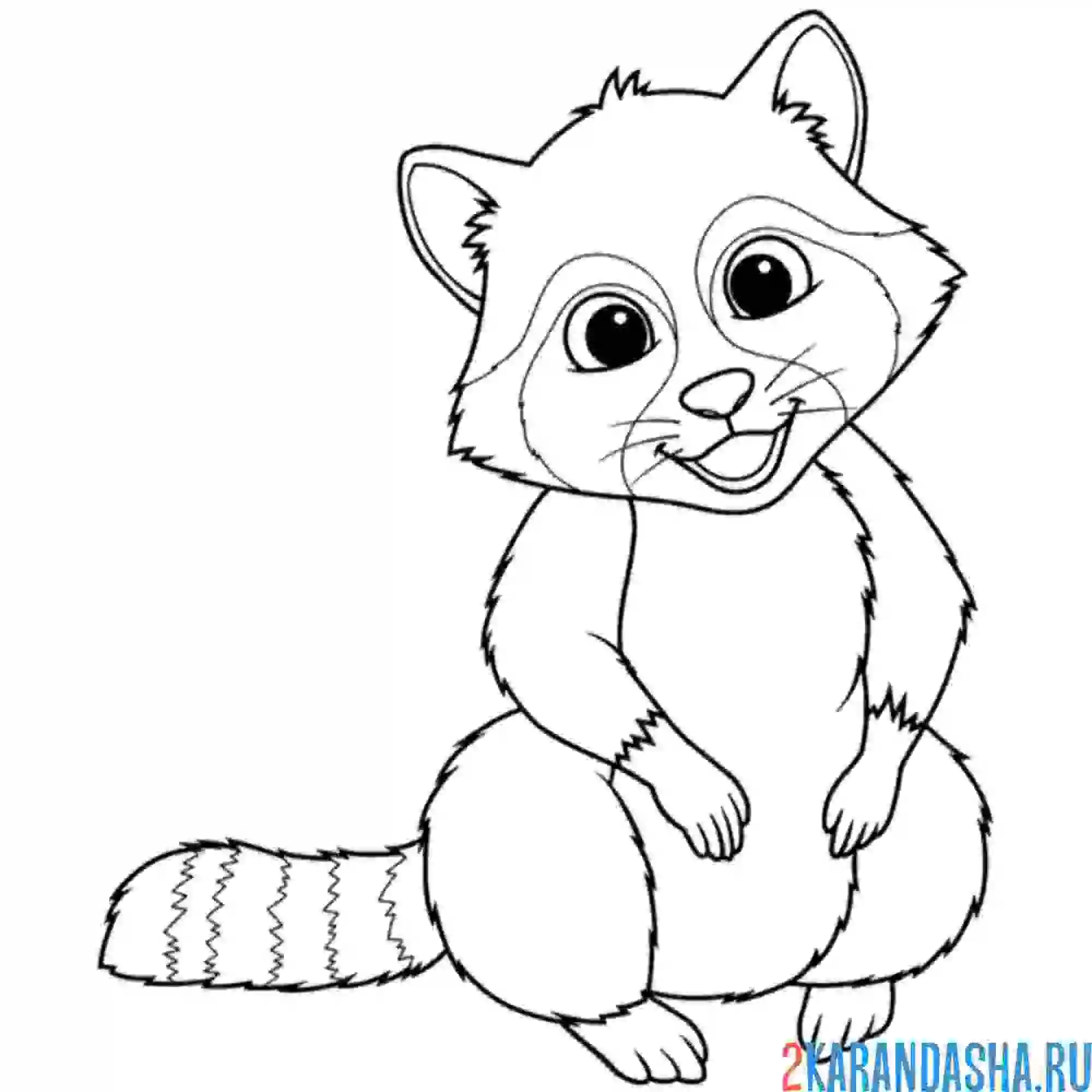 Раскраска енот красавчик