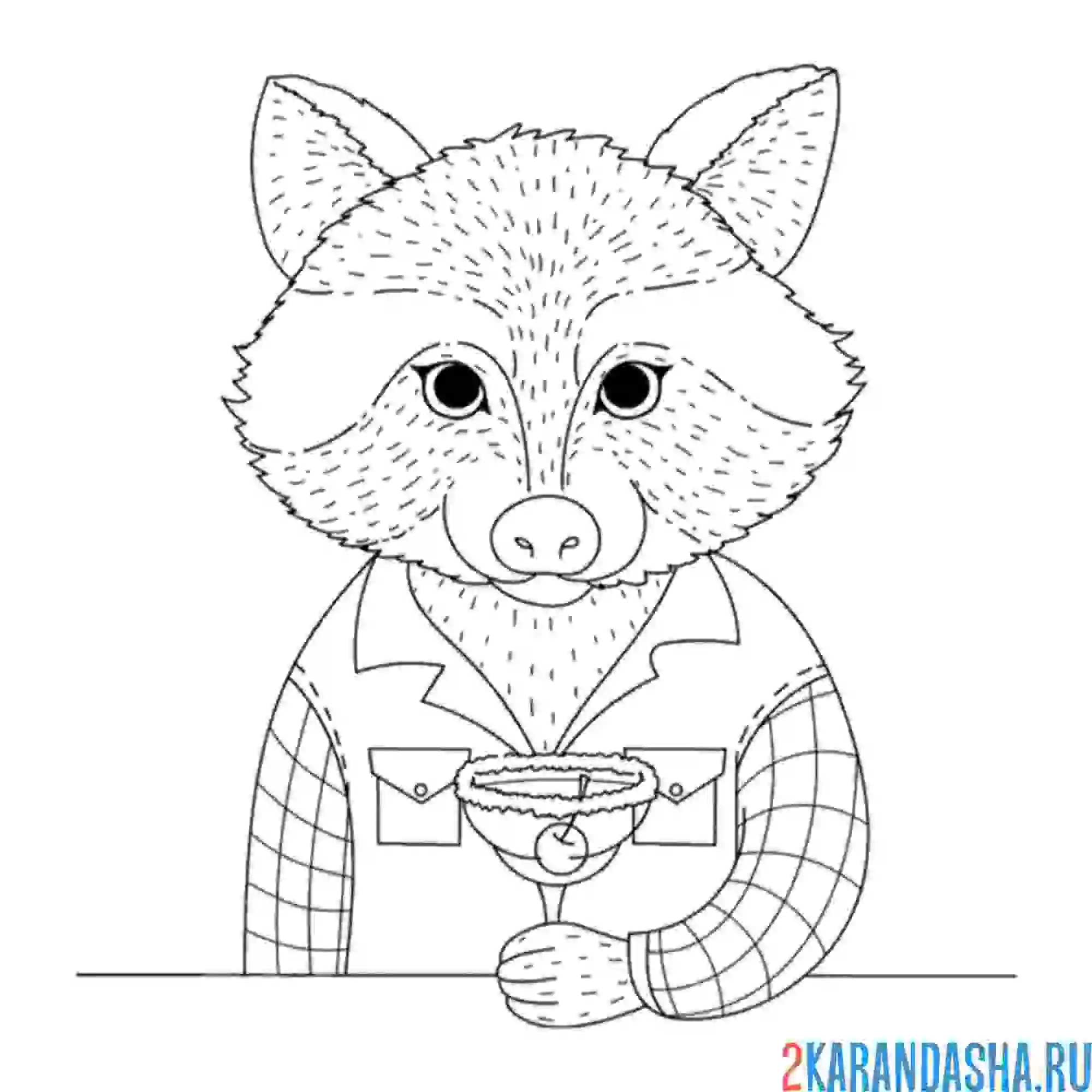 Раскраска взрослый енот