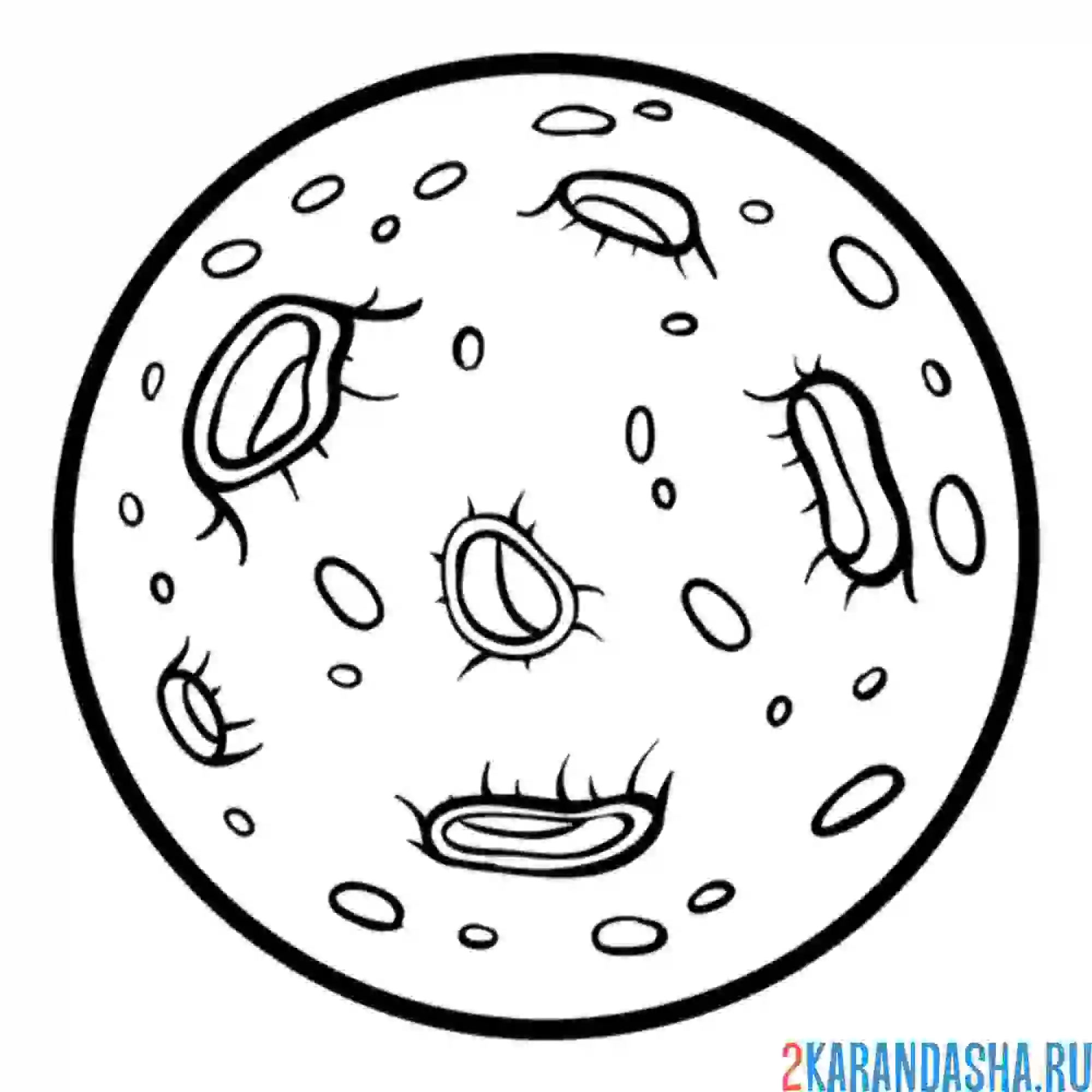 Раскраска луна с кратерами