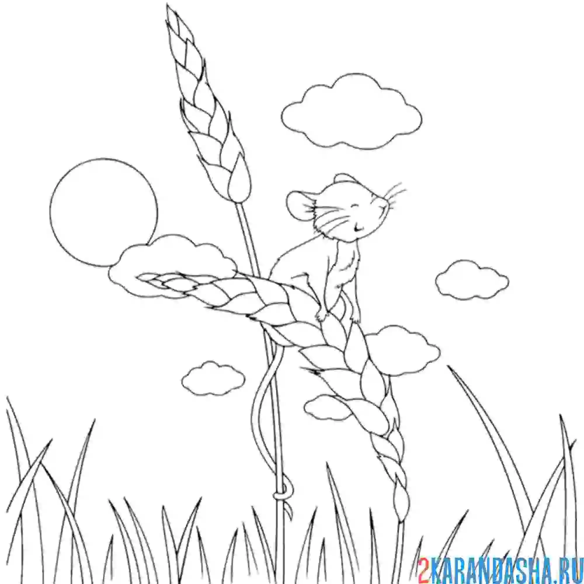 Раскраска полевая мышь