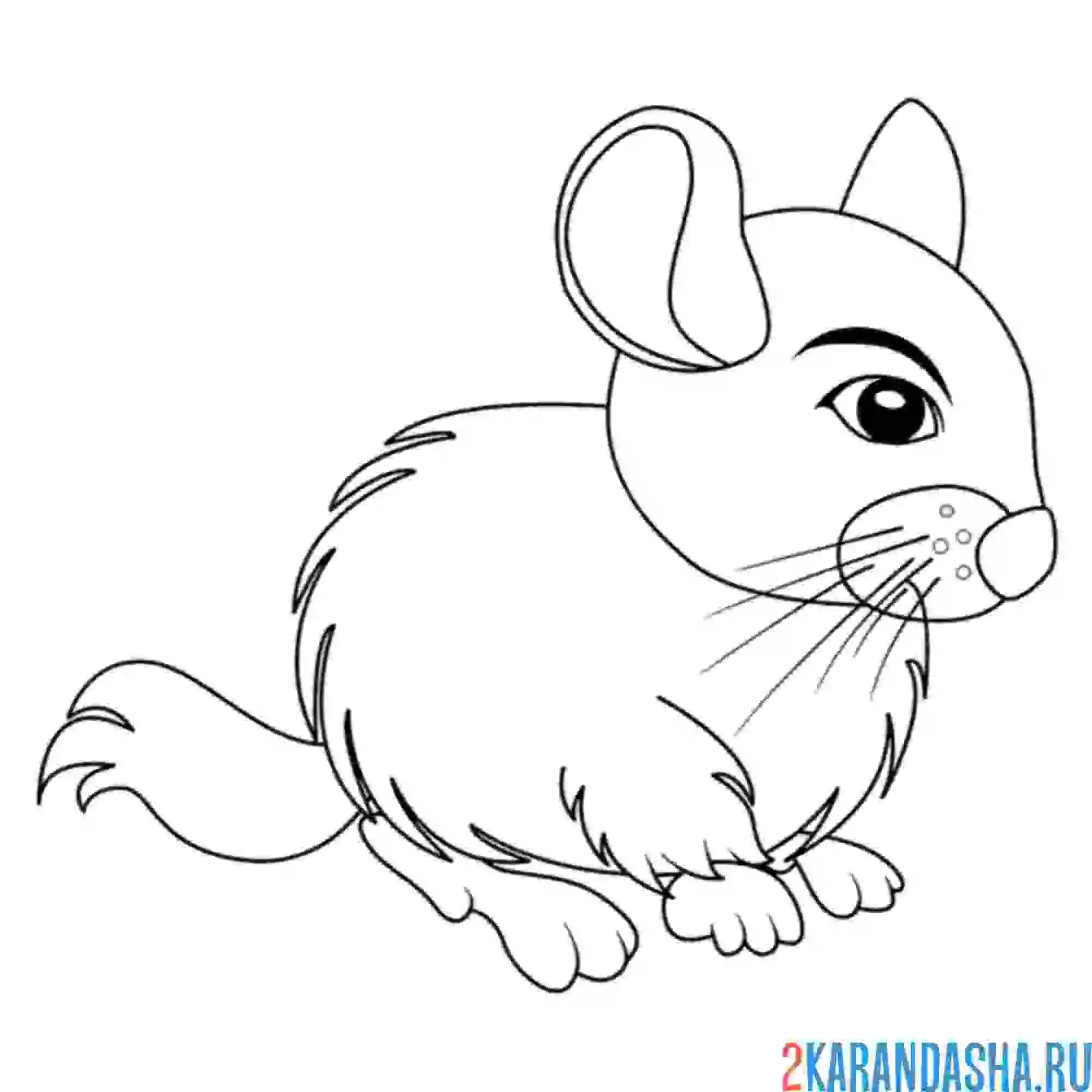 Раскраска полевая маленькая мышь