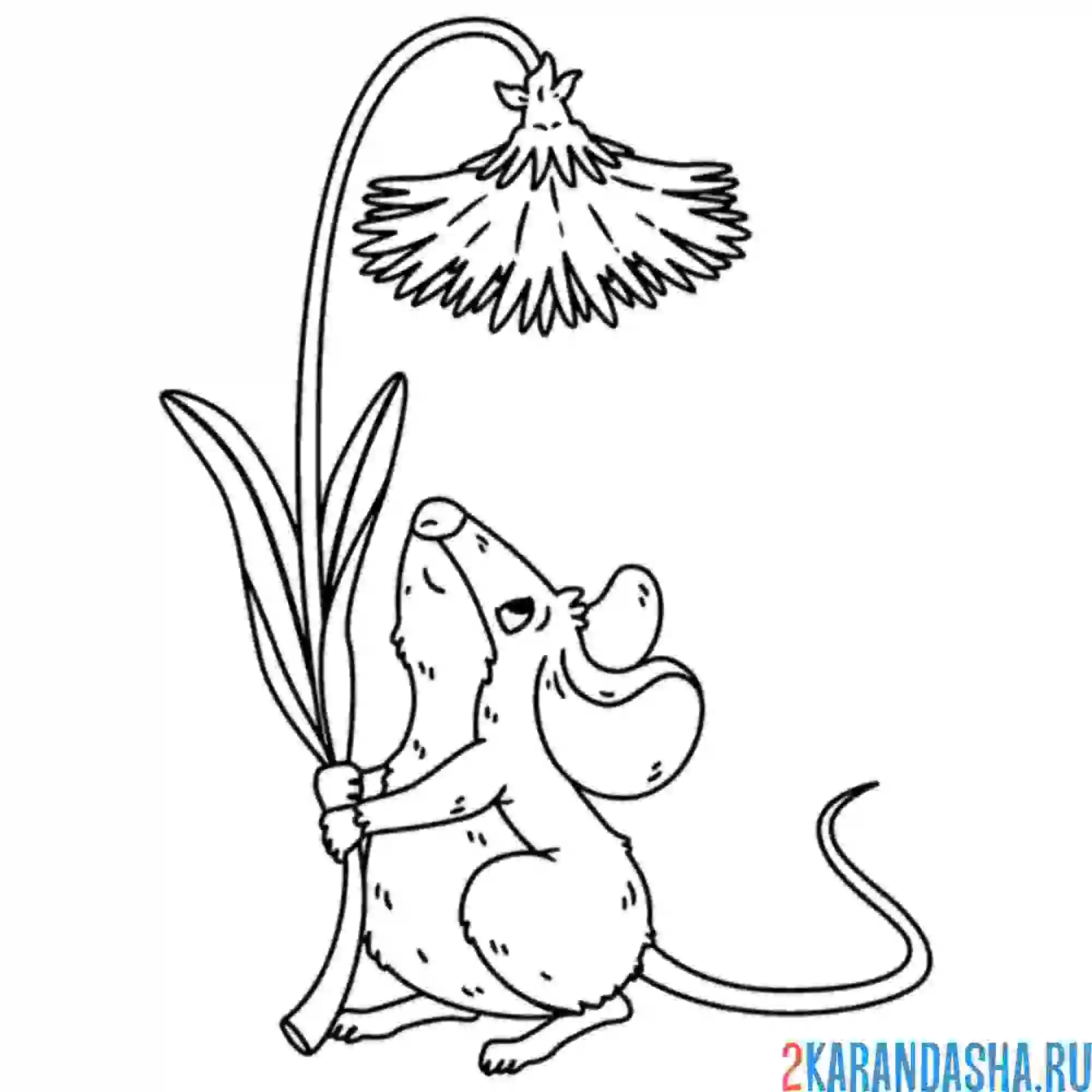 Раскраска мышка и одуванчик цветочек