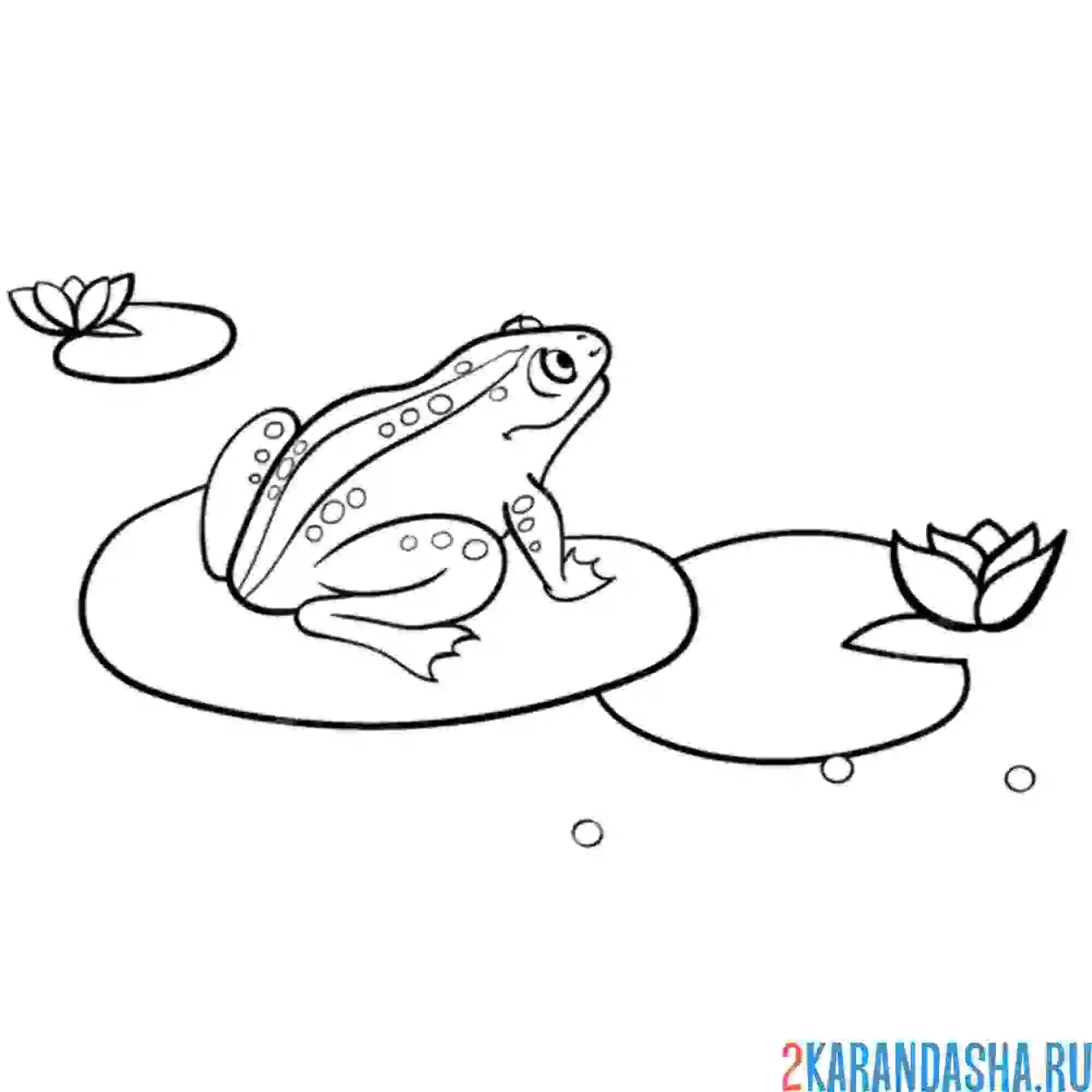 Раскраска большая лягушка на кувшинке