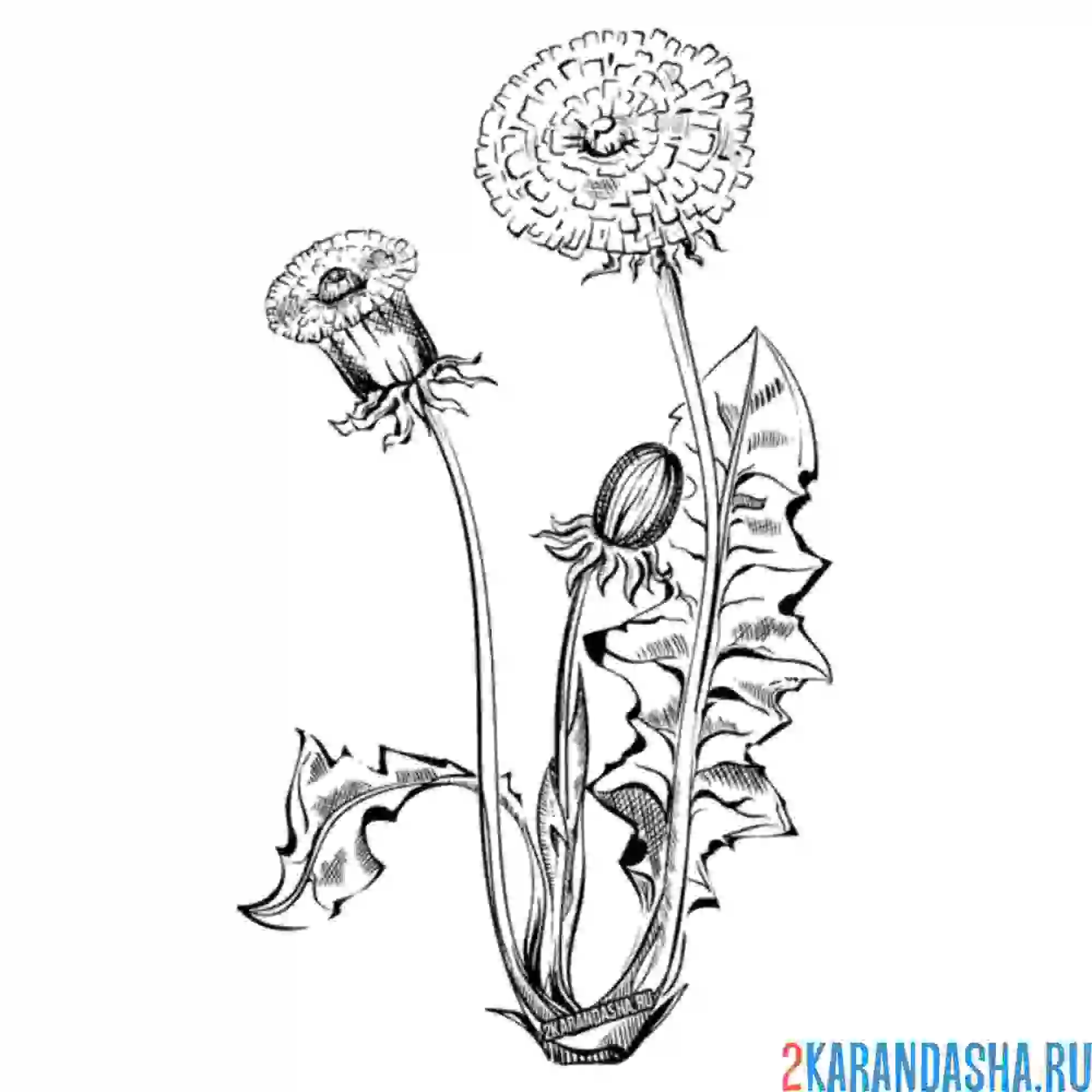 Раскраска цветочек одуванчик