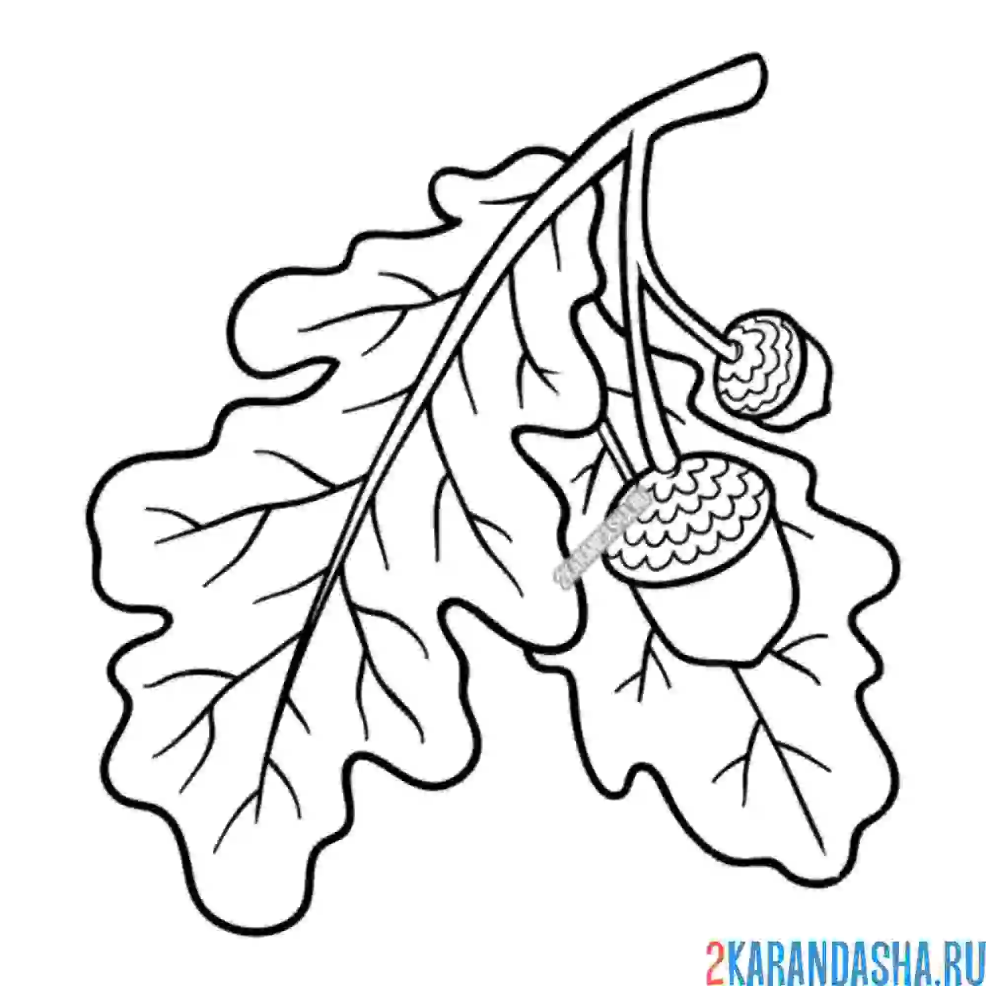 Раскраска дубовый листок и желудь